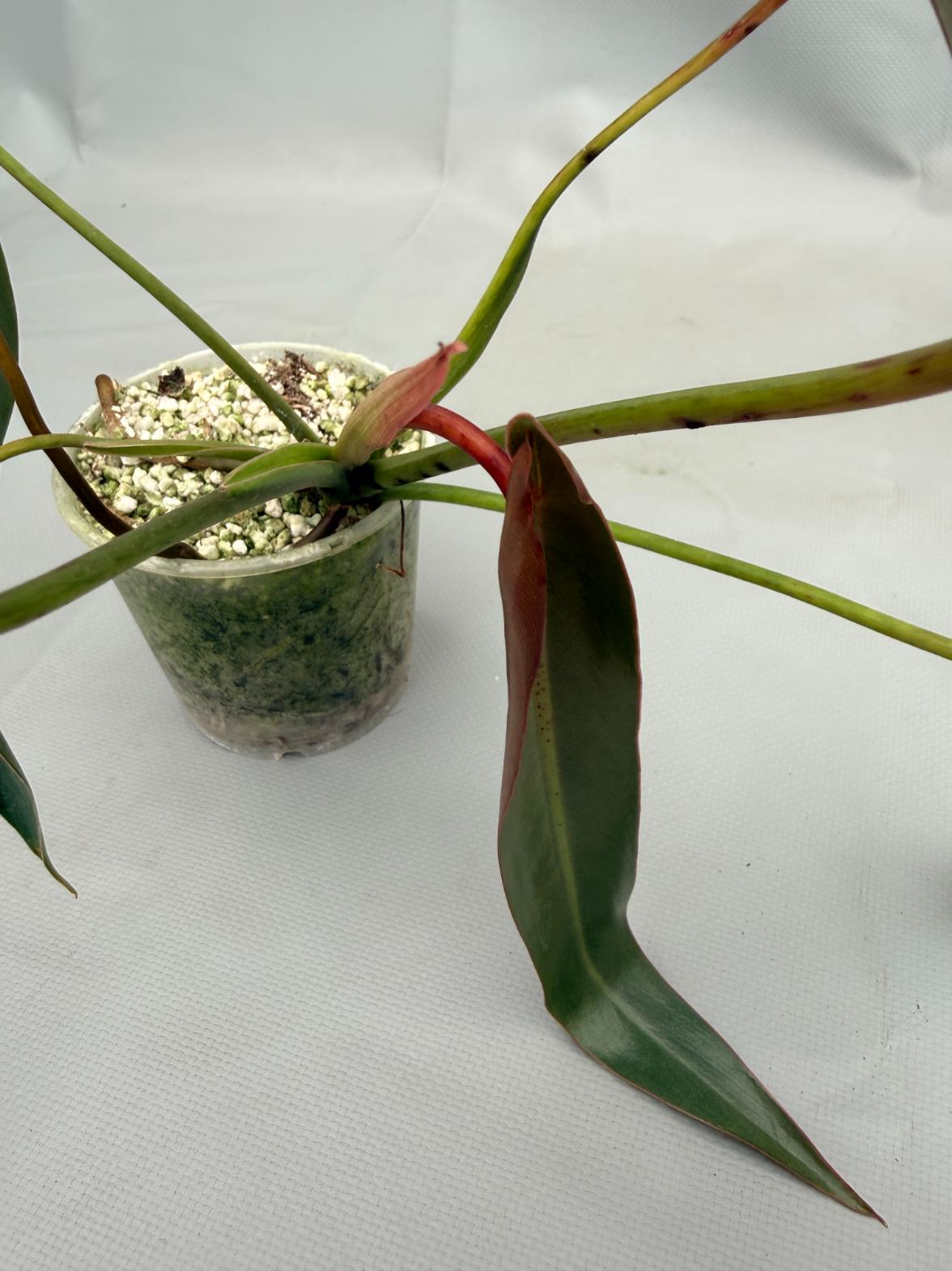 Philodendron spiritus sancti 06