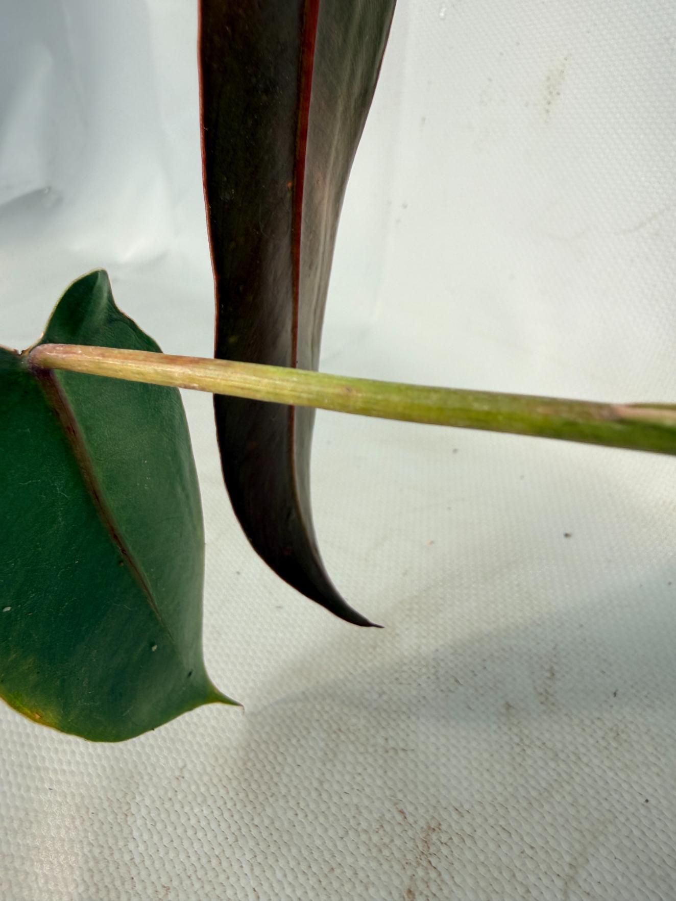 Philodendron spiritus sancti 08