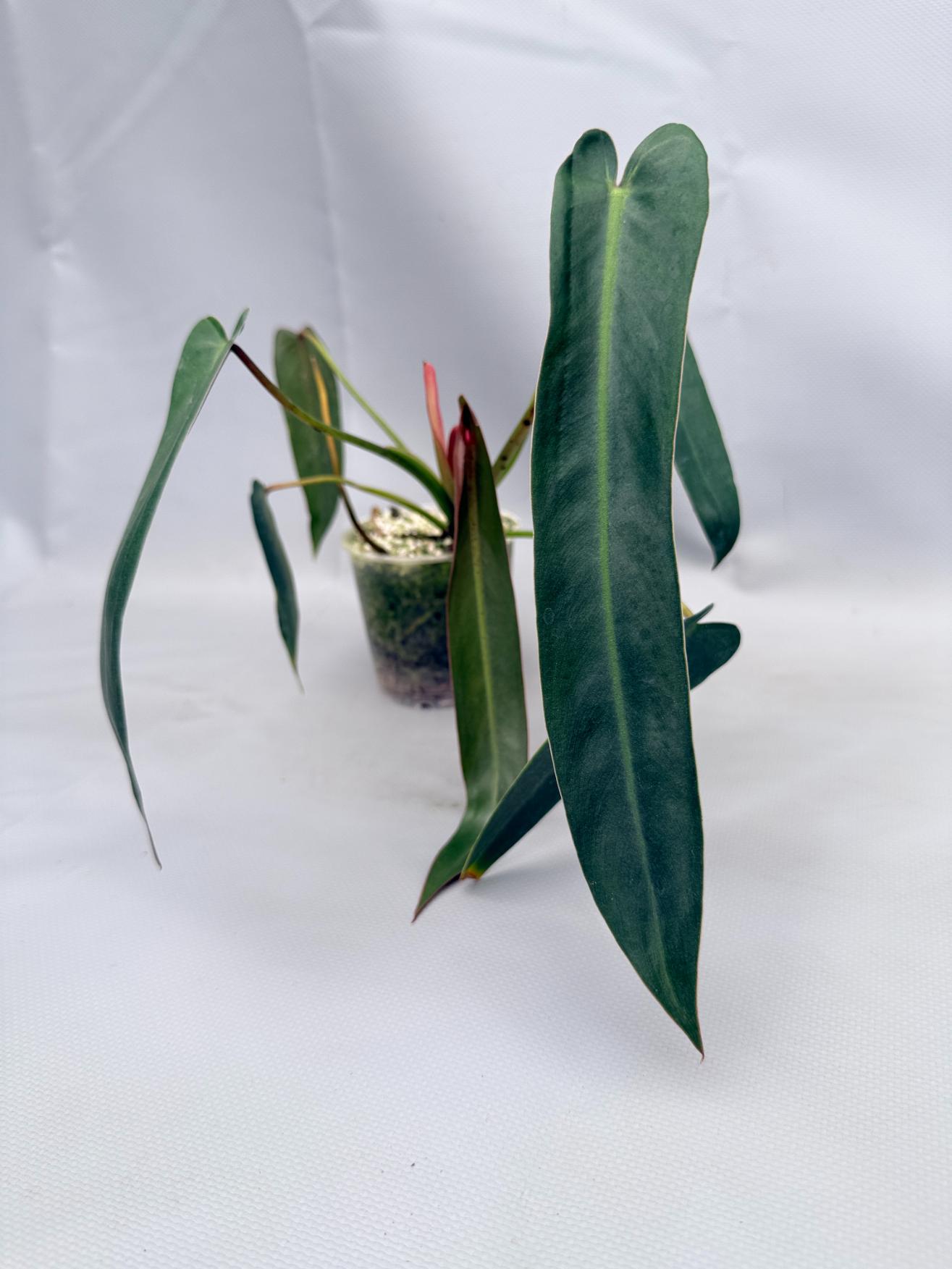 Philodendron spiritus sancti 01