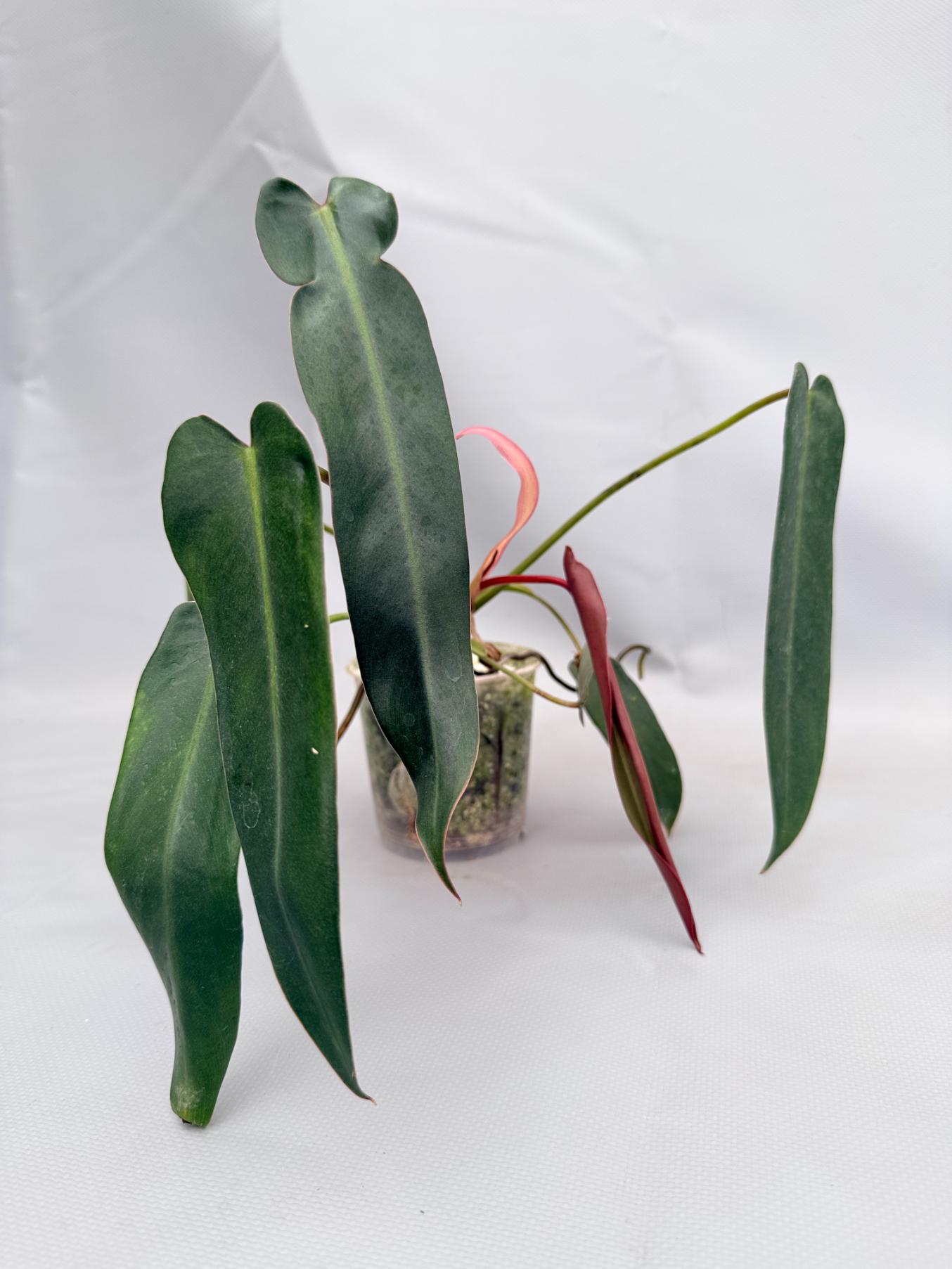 Philodendron spiritus sancti 01