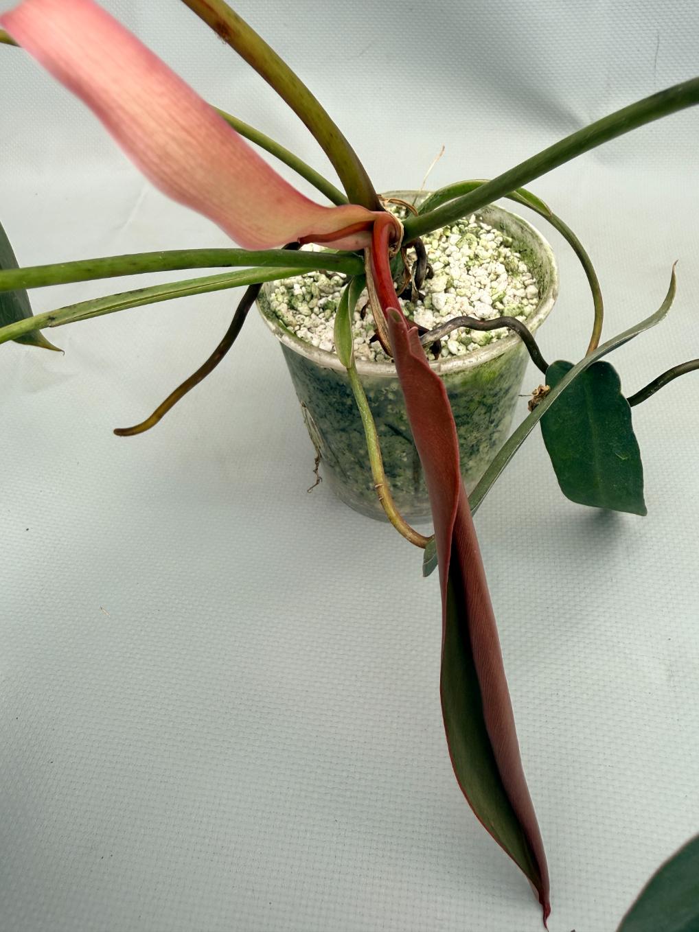 Philodendron spiritus sancti 03