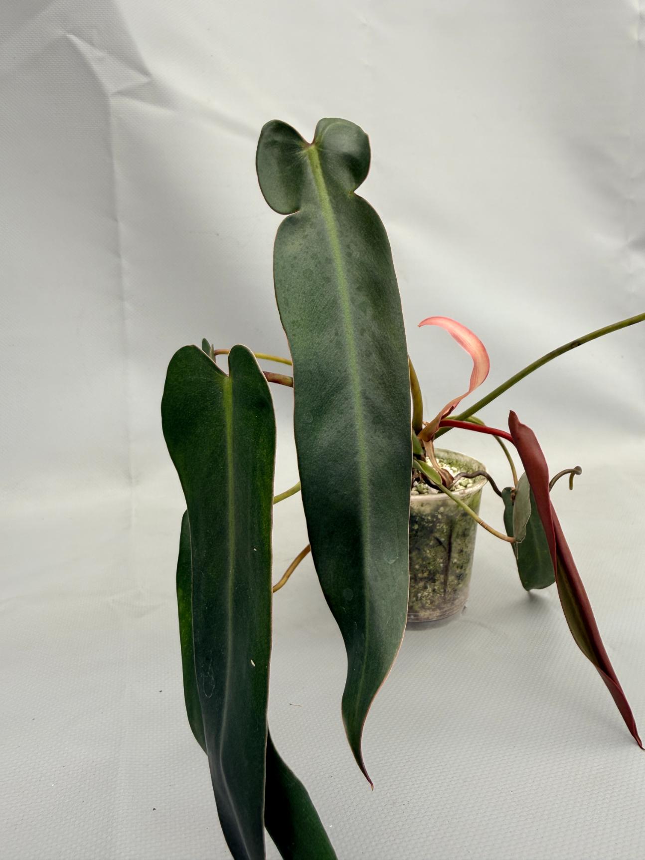Philodendron spiritus sancti 04