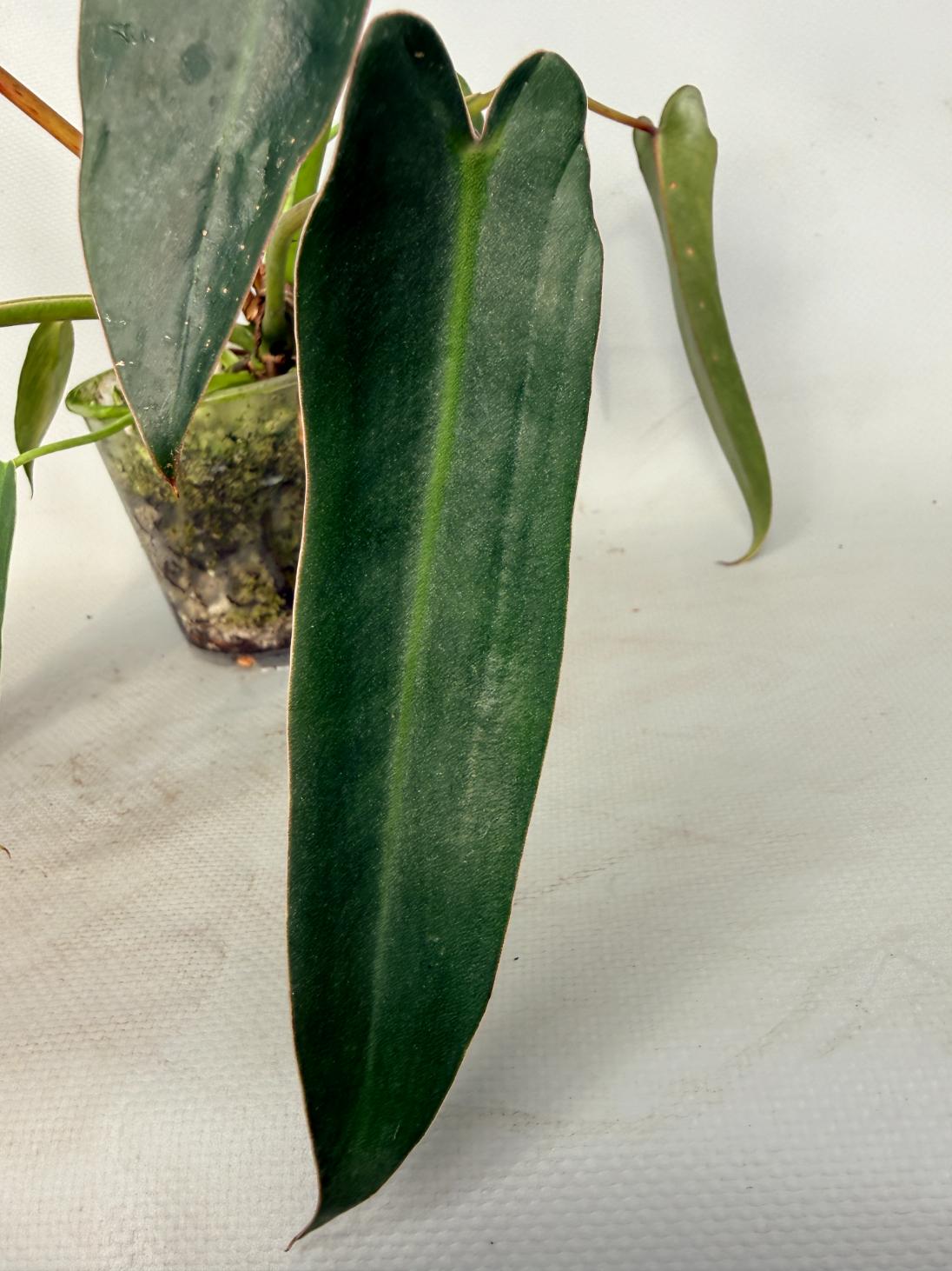 Philodendron spiritus sancti 06