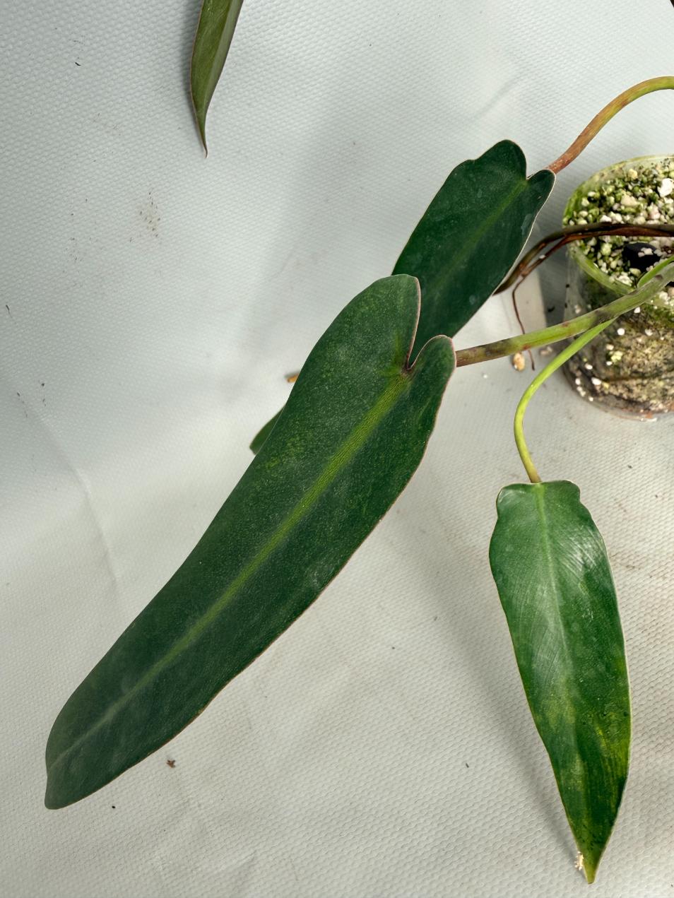 Philodendron spiritus sancti 08