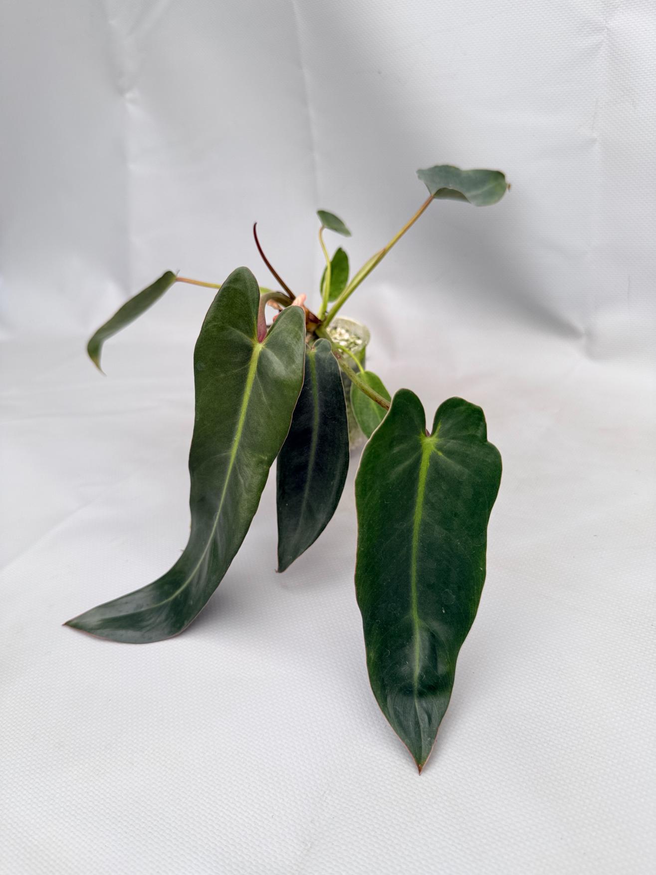 Philodendron spiritus sancti 02