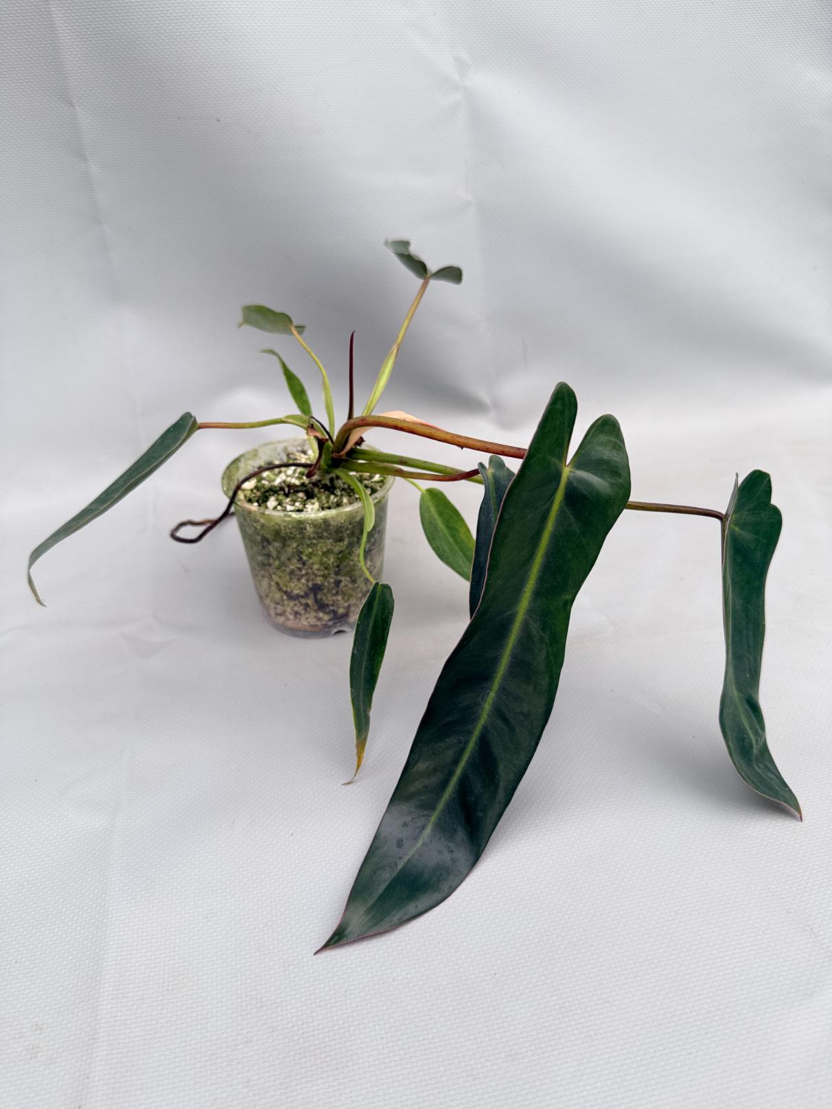 philodendron spiritus sancti ecuagenera Philodendron spiritus sancti (young plant)