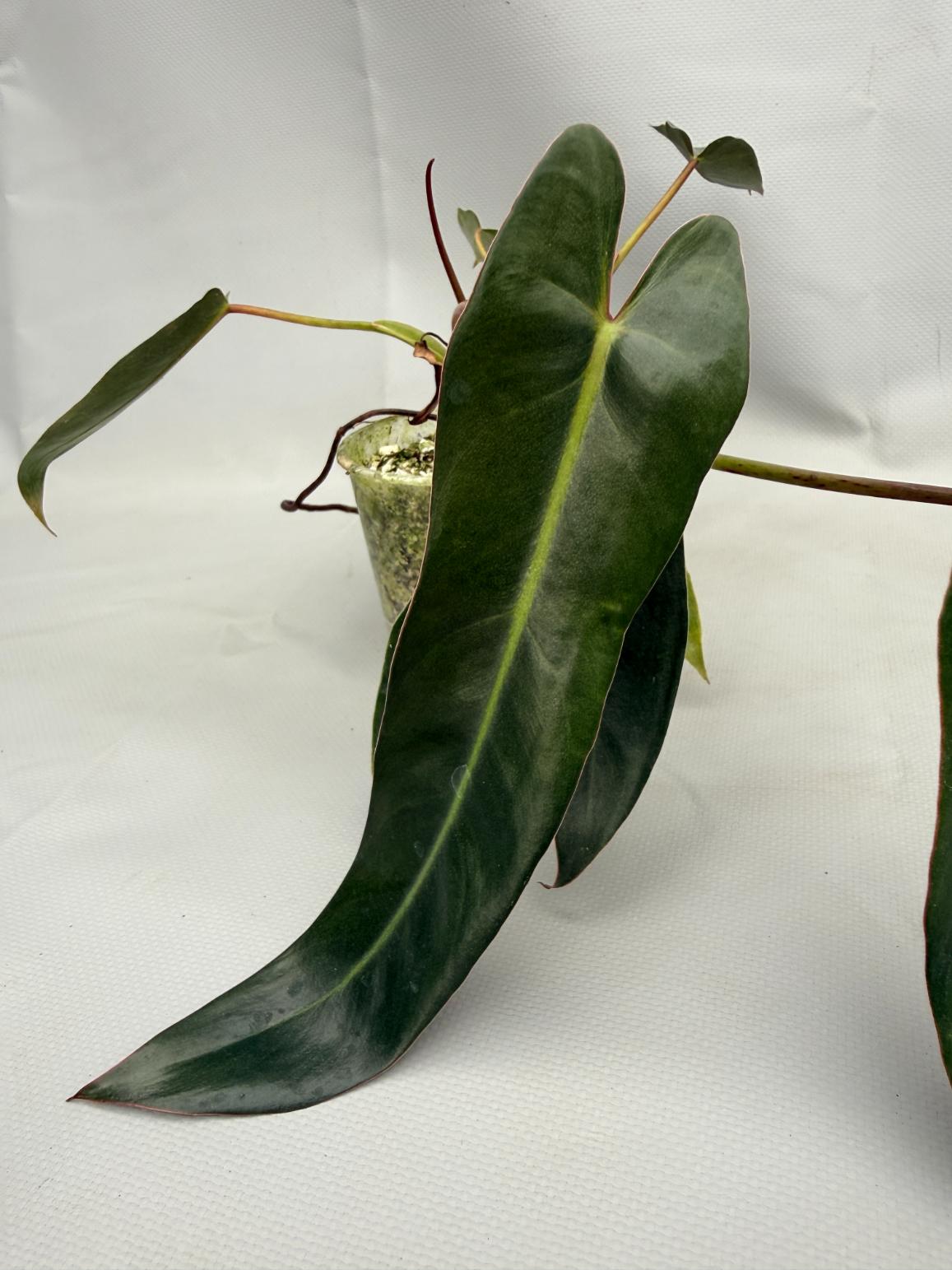 Philodendron spiritus sancti 05