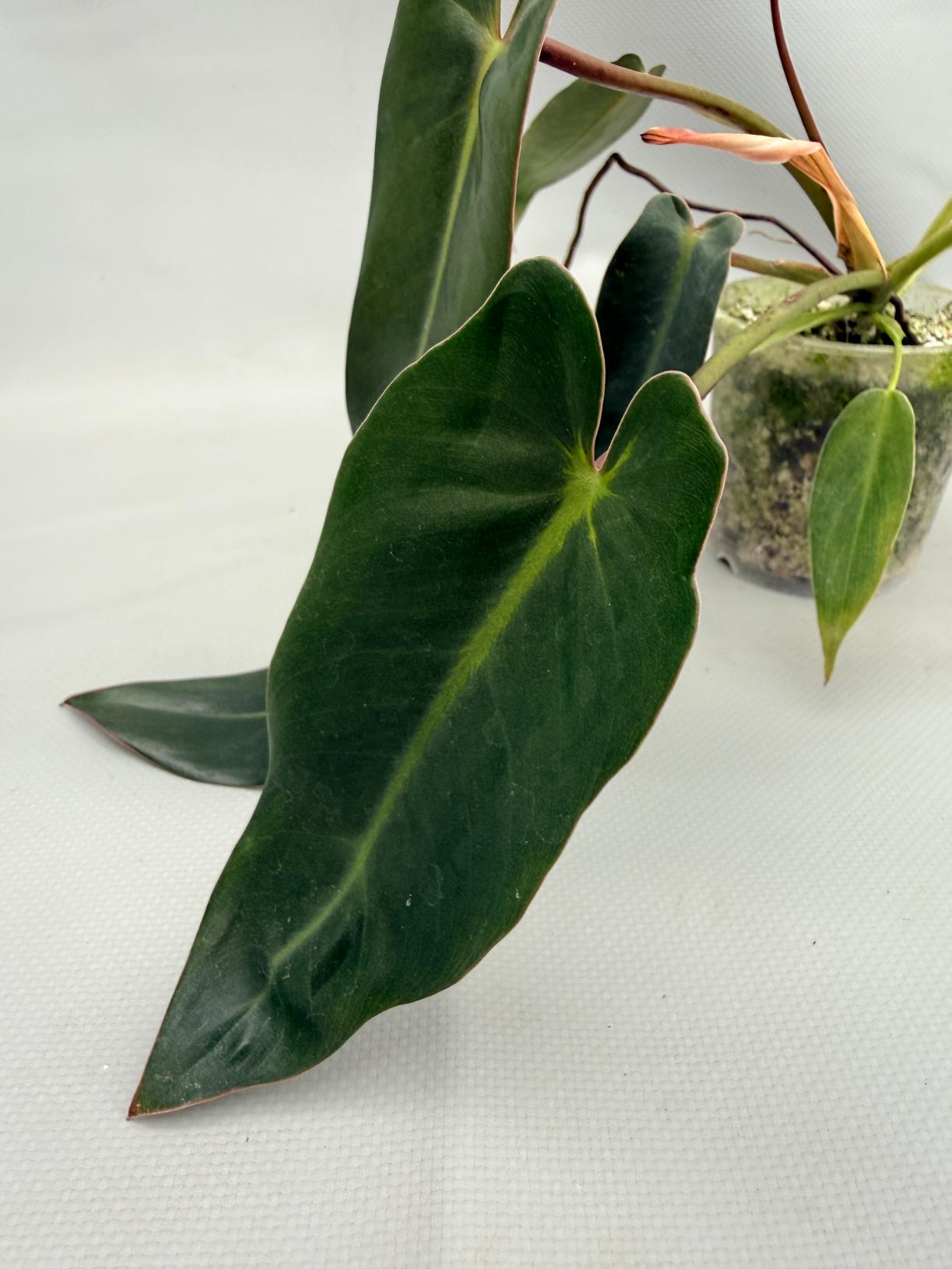 Philodendron spiritus sancti 06