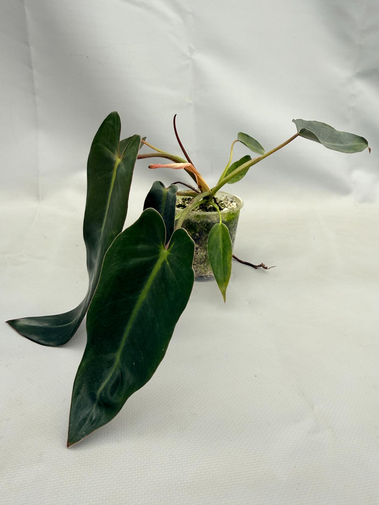 philodendron spiritus sancti in the wild Philodendron spiritus sancti (young plant)