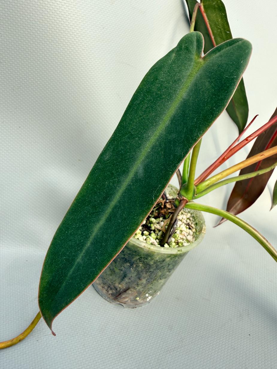 Philodendron spiritus sancti 07