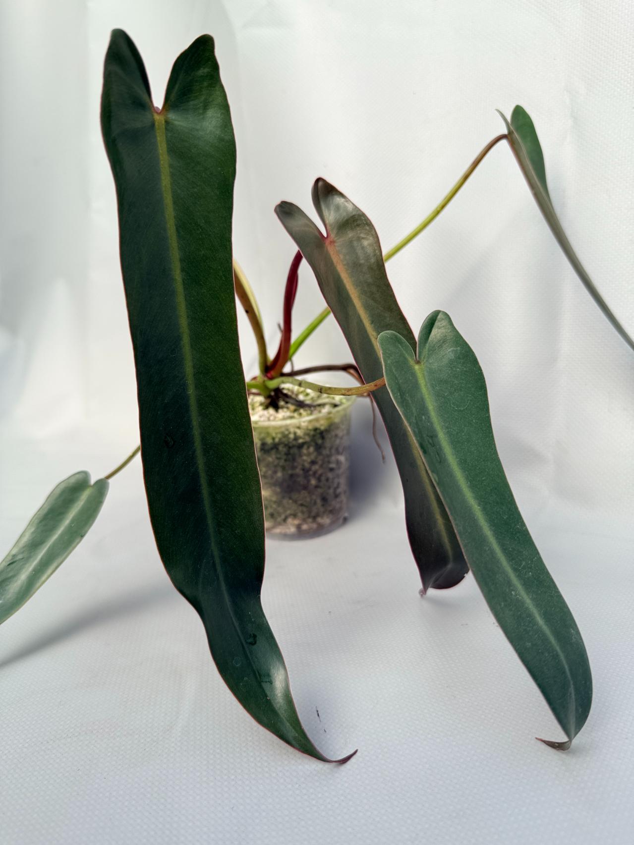 Philodendron spiritus sancti 09