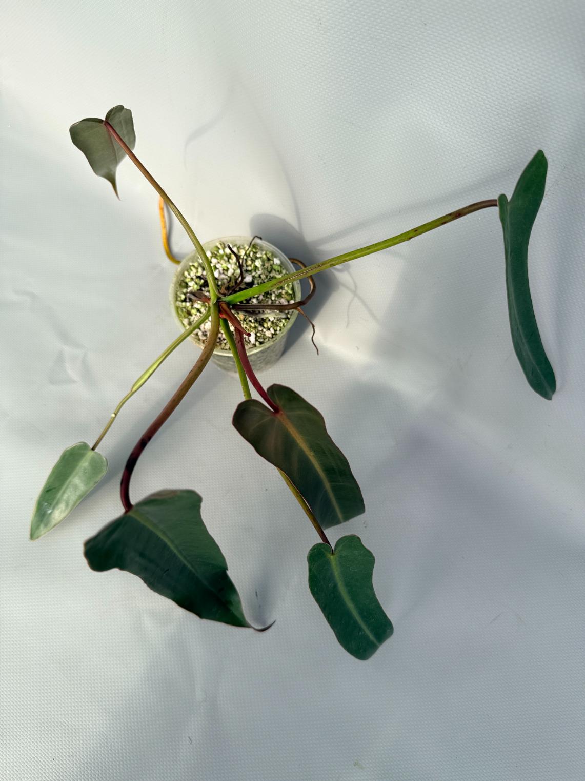 Philodendron spiritus sancti 10