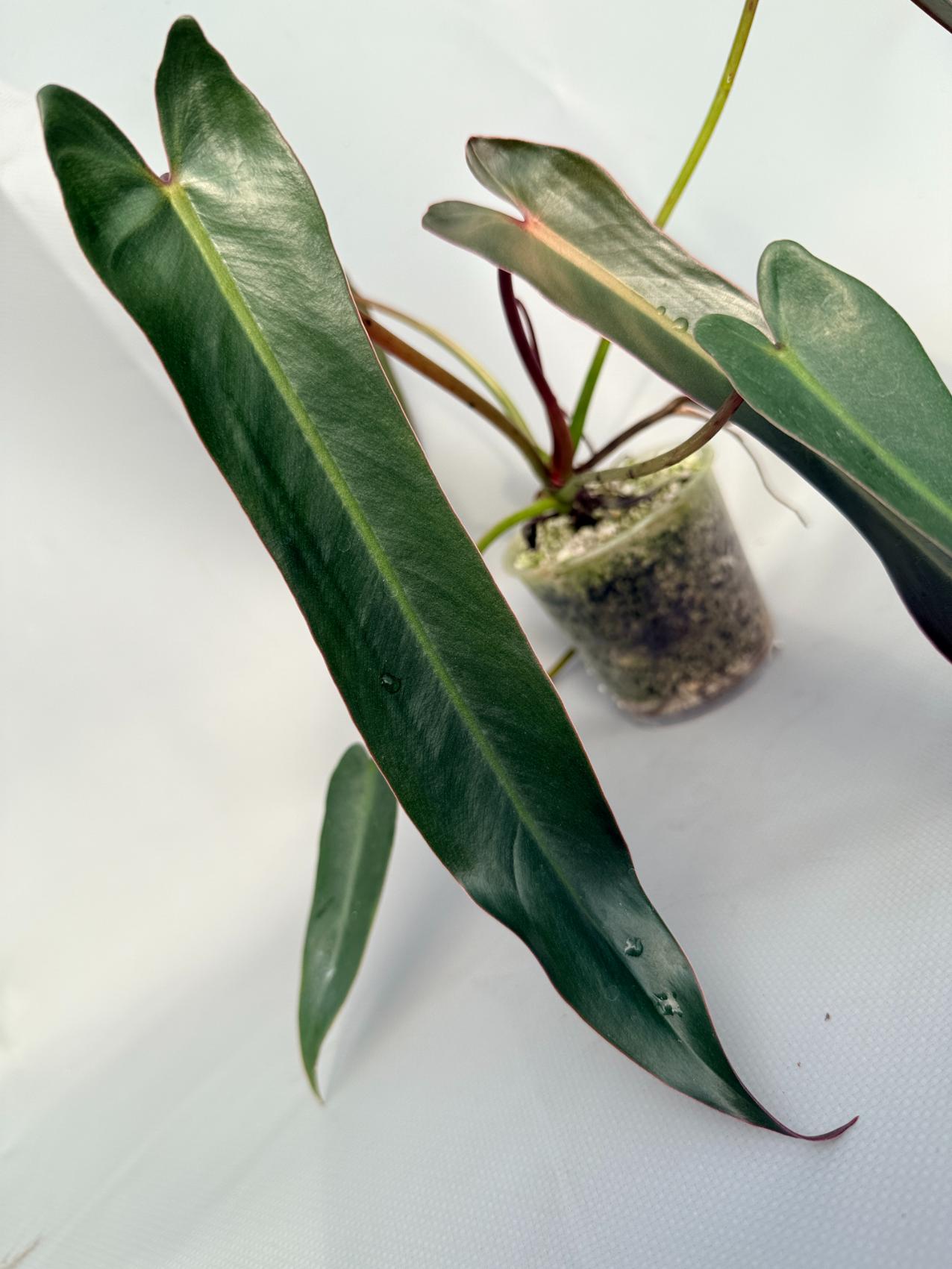 Philodendron spiritus sancti 02