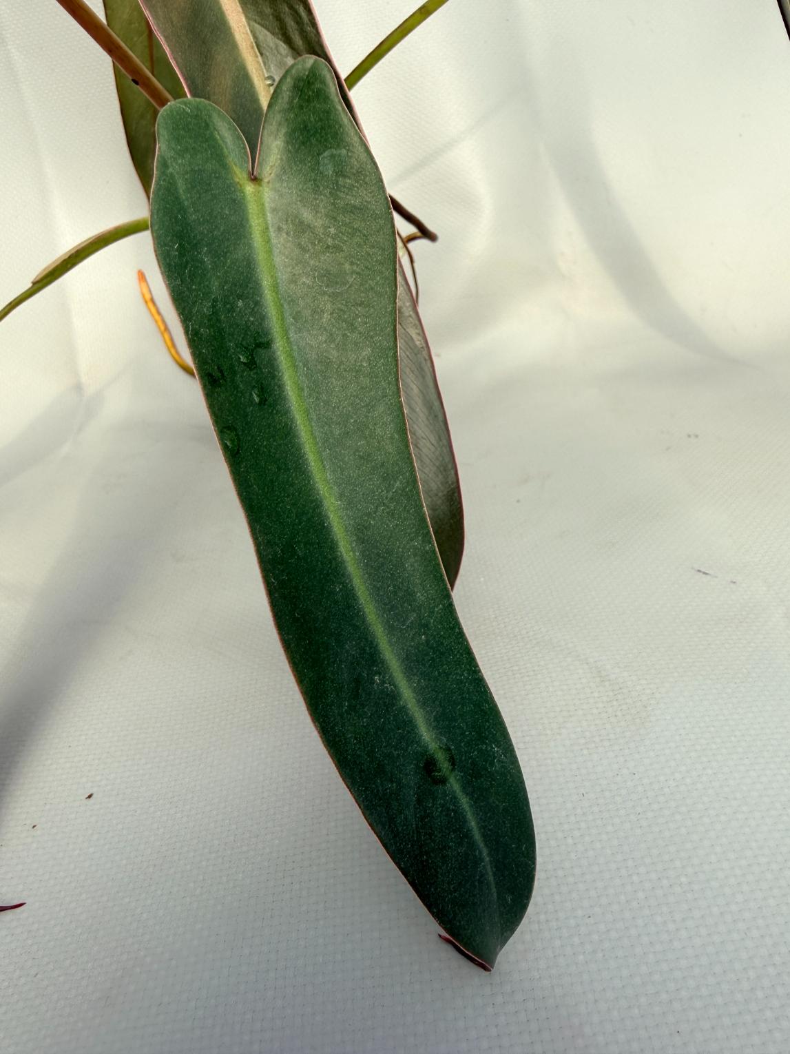 Philodendron spiritus sancti 03