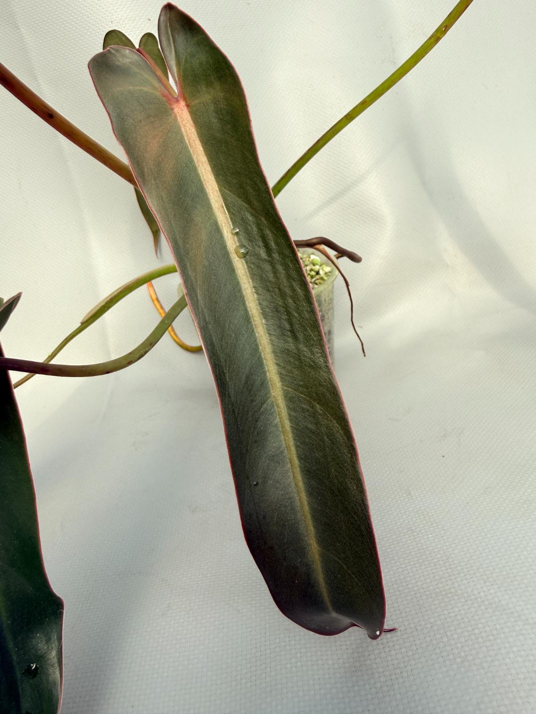 Philodendron spiritus sancti 04