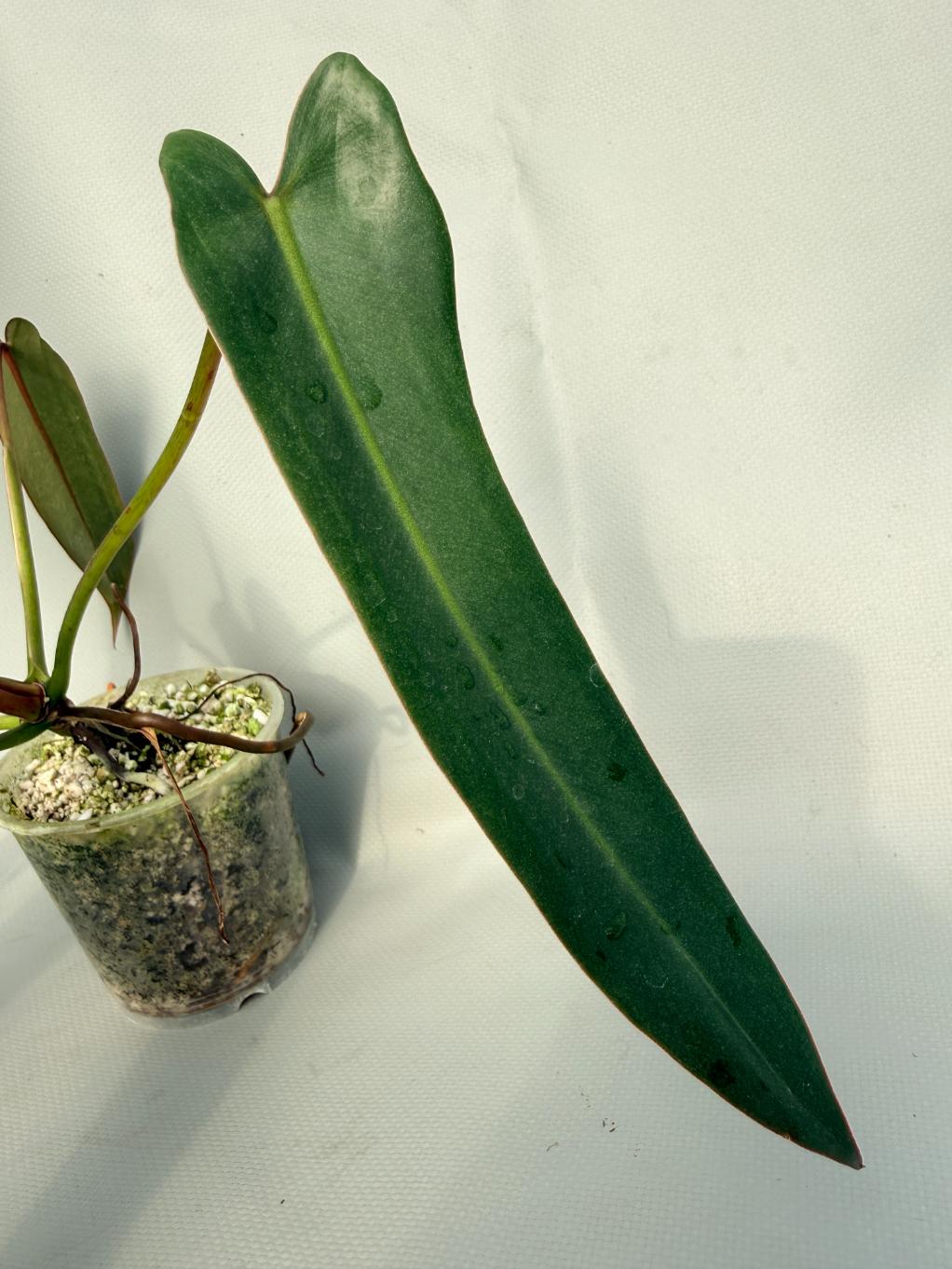 Philodendron spiritus sancti 05