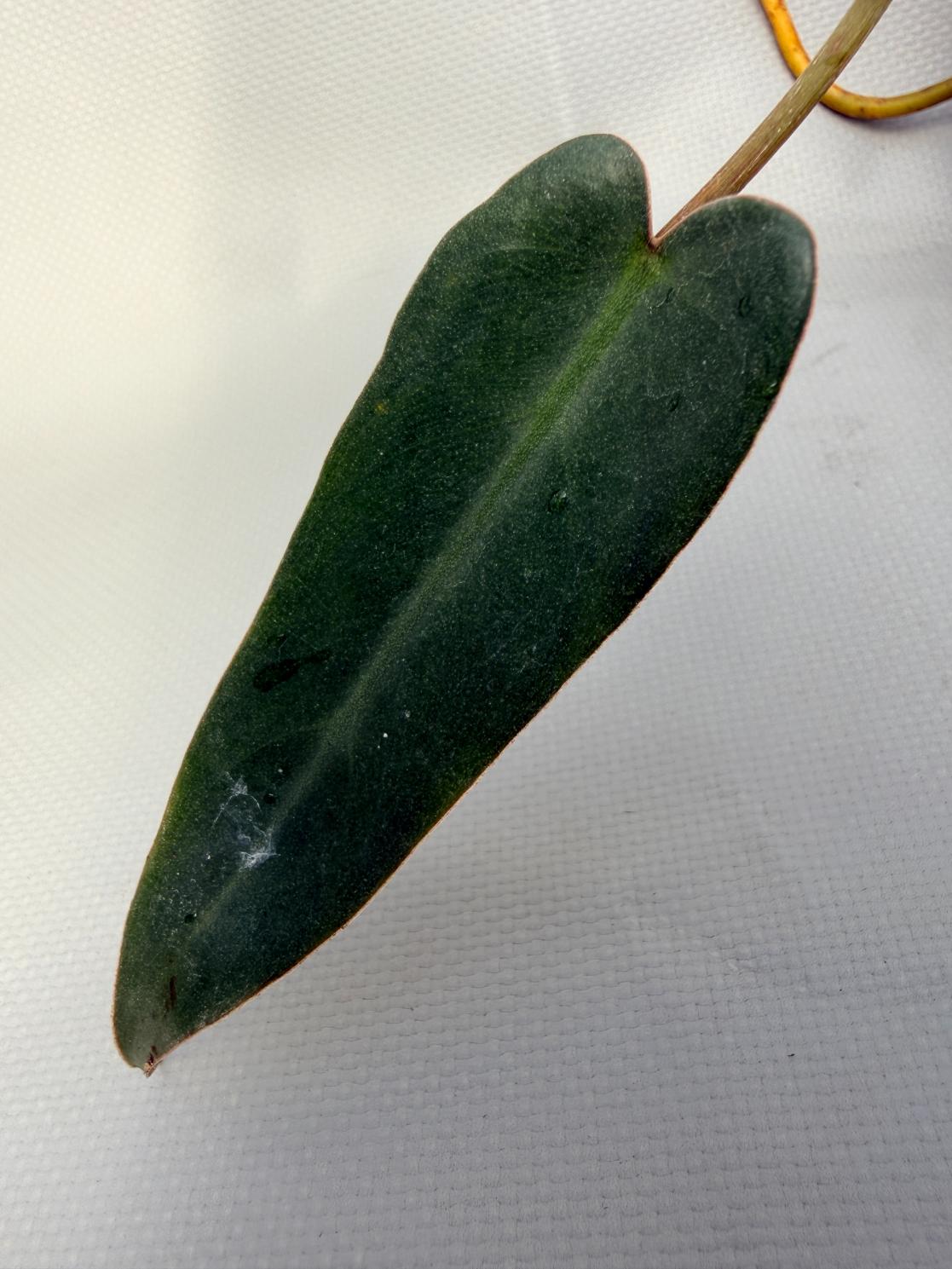 Philodendron spiritus sancti 06