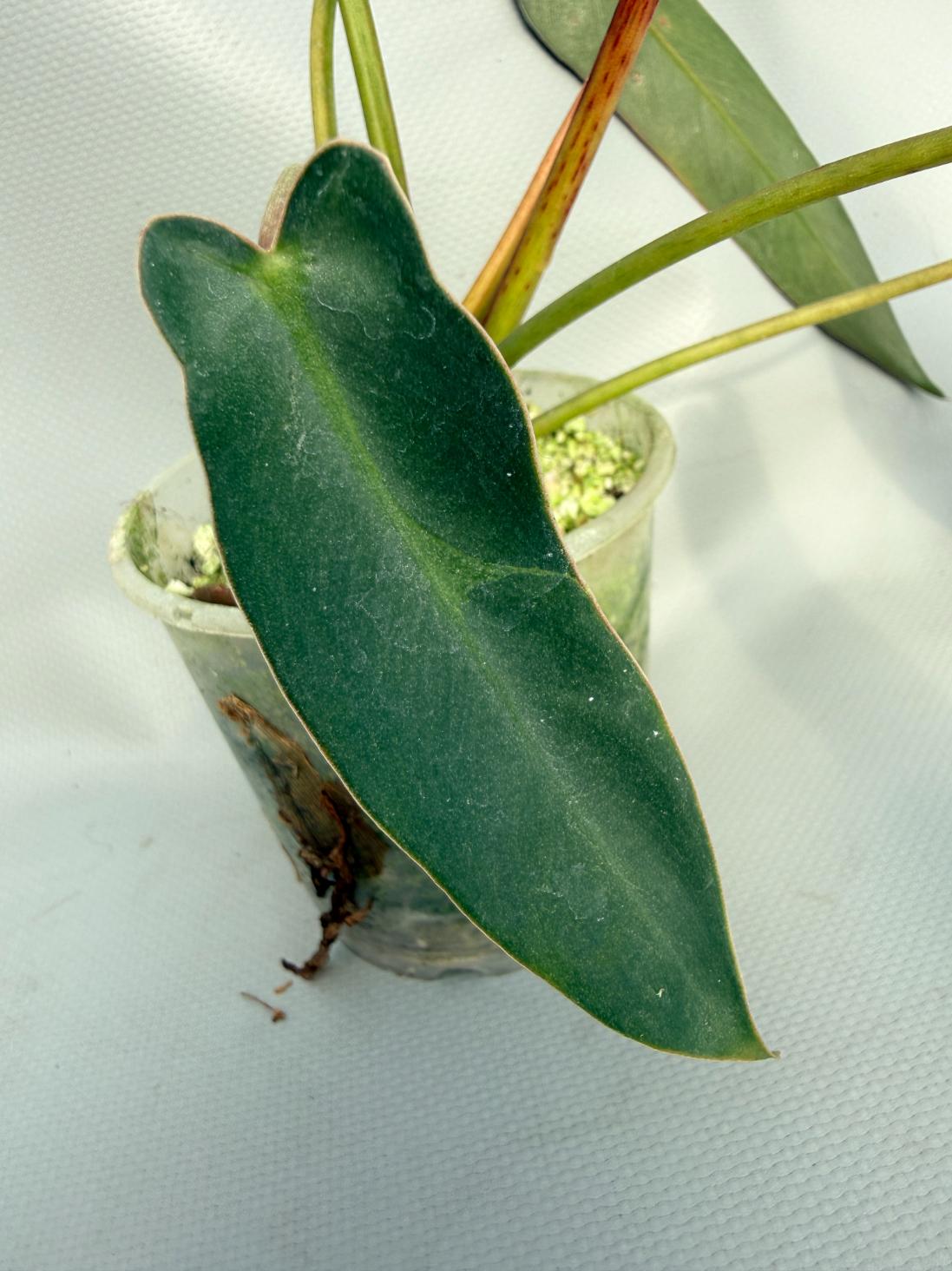 Philodendron spiritus sancti 08