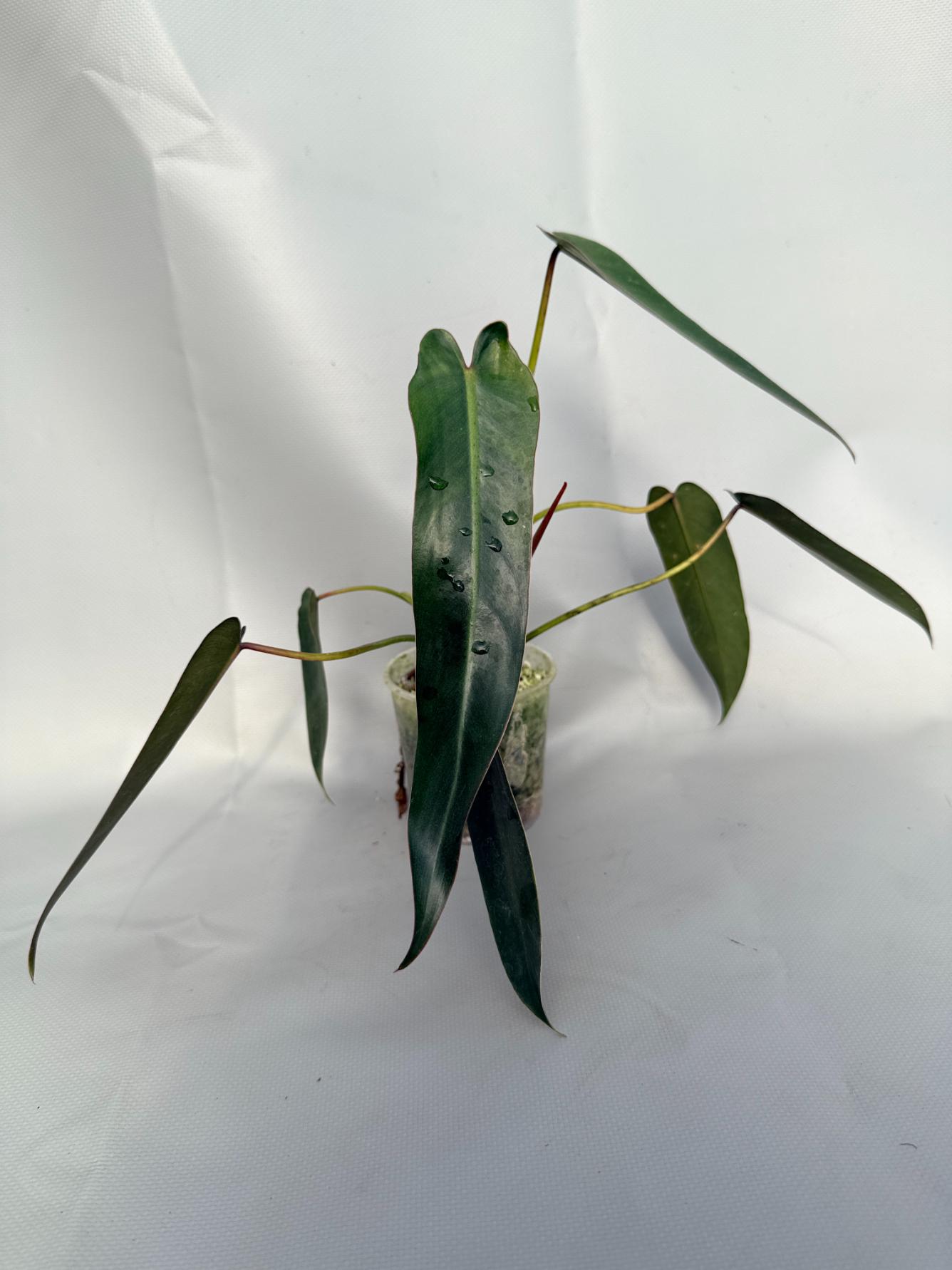 Philodendron spiritus sancti 09