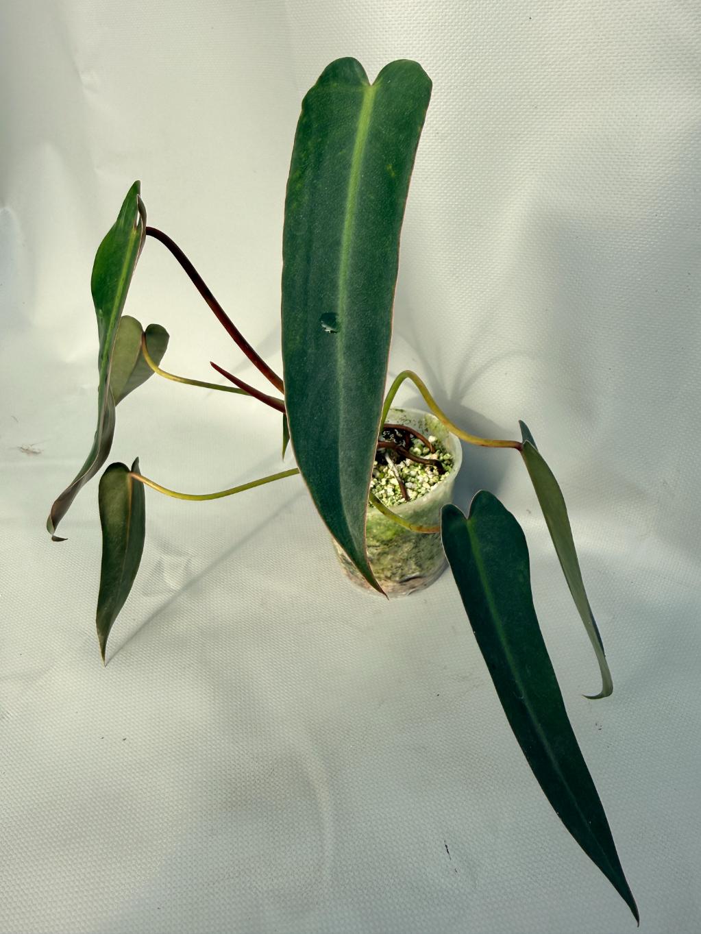 Philodendron spiritus sancti 01
