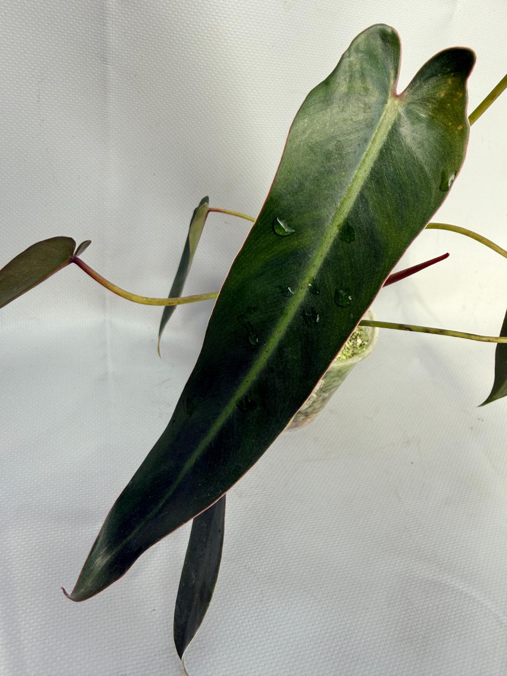 Philodendron spiritus sancti 02