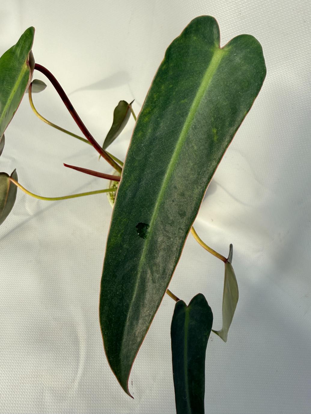 ebay philodendron spiritus sancti Philodendron spiritus sancti (young plant)