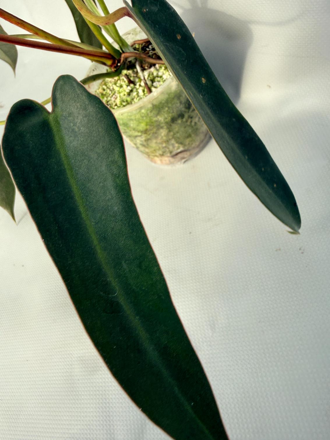 Philodendron spiritus sancti 04
