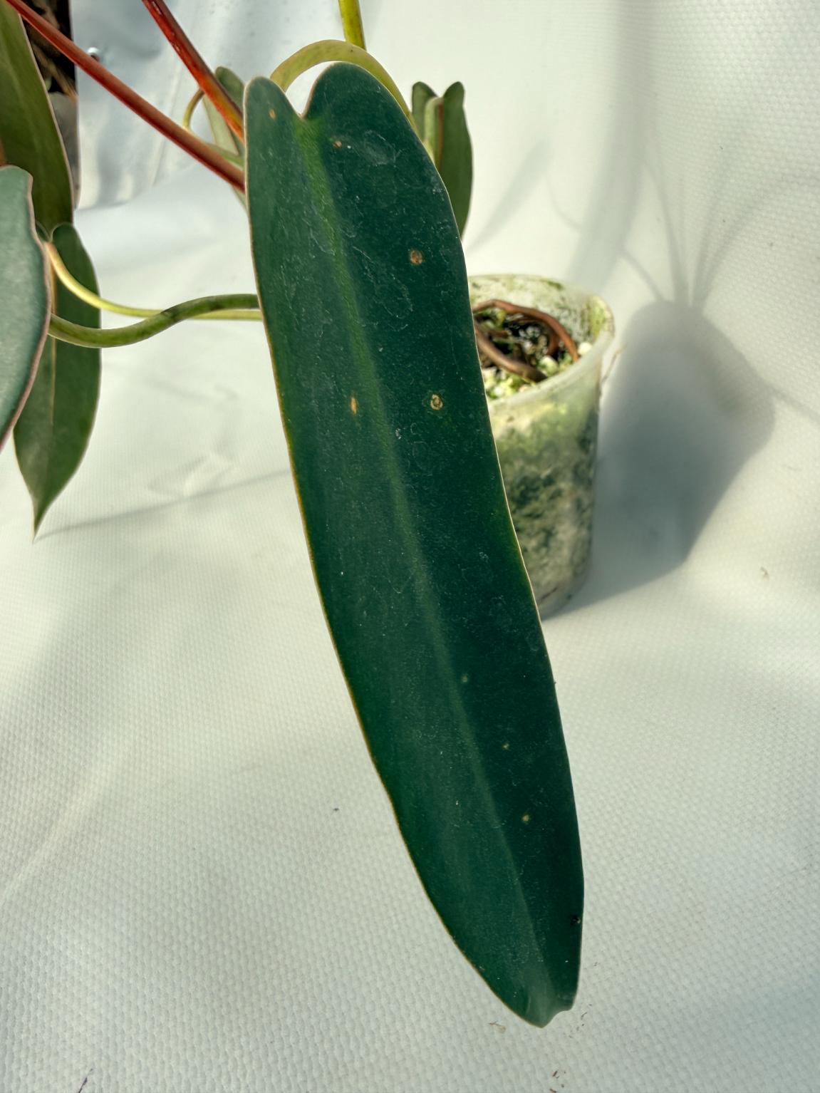 Philodendron spiritus sancti 05