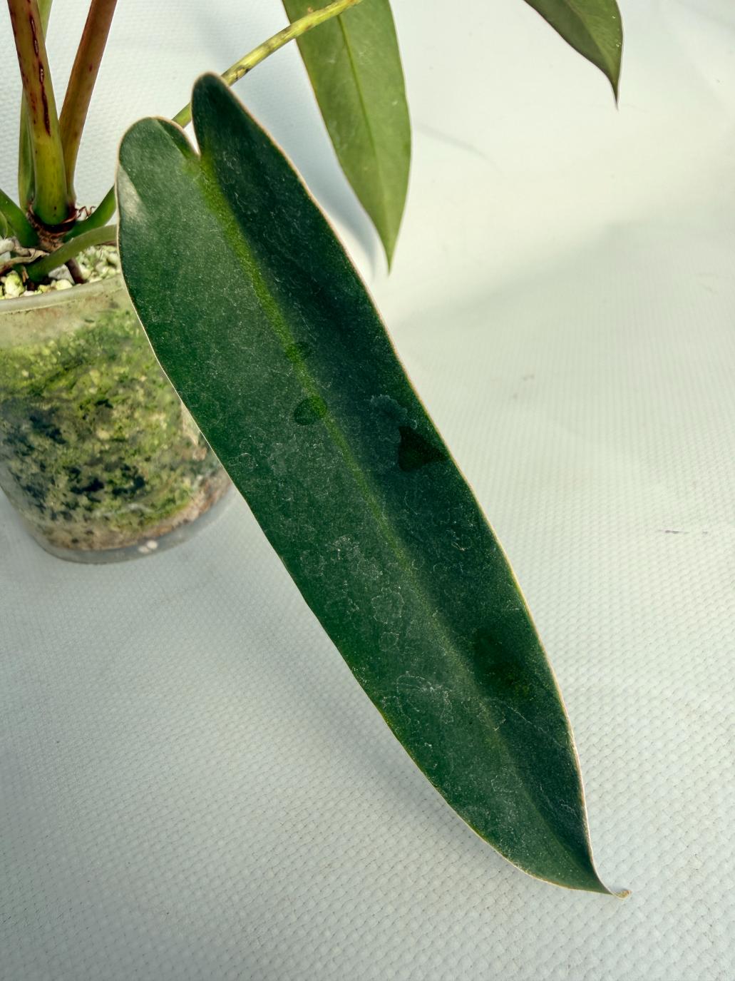 Philodendron spiritus sancti 06