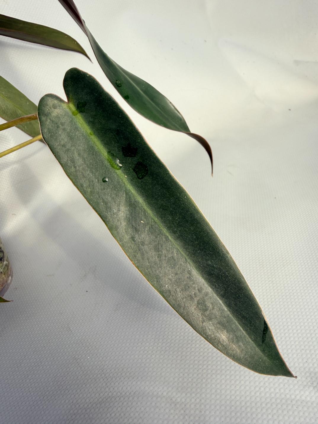 Philodendron spiritus sancti 07