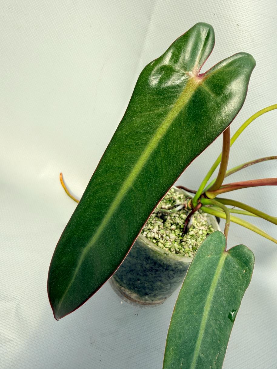 Philodendron spiritus sancti 07