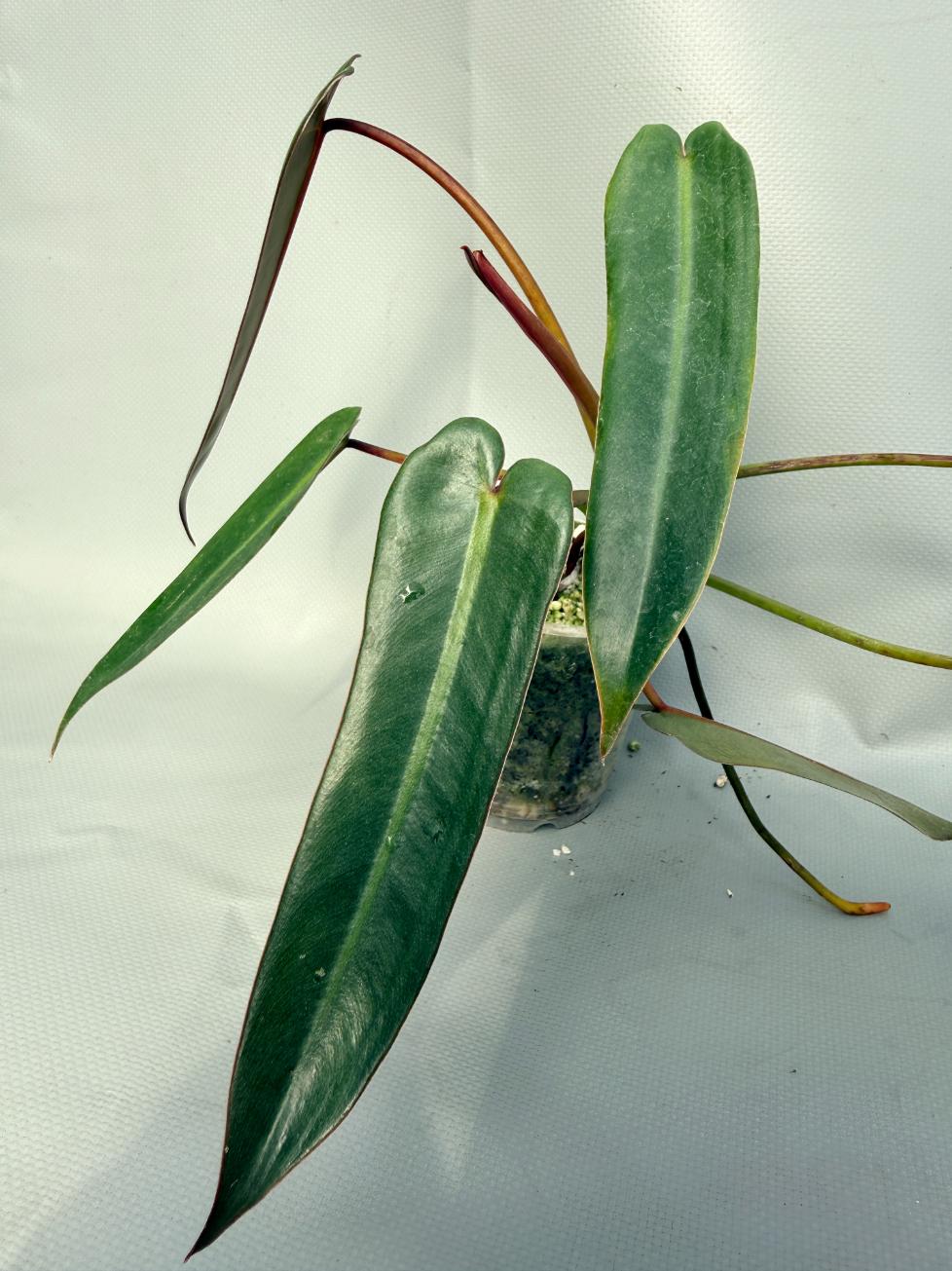 Philodendron spiritus sancti 08