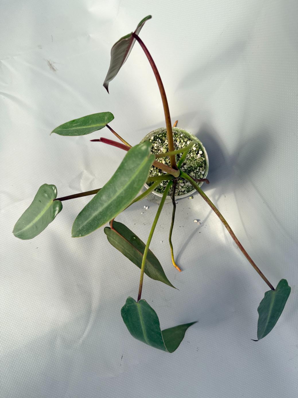 Philodendron spiritus sancti 09