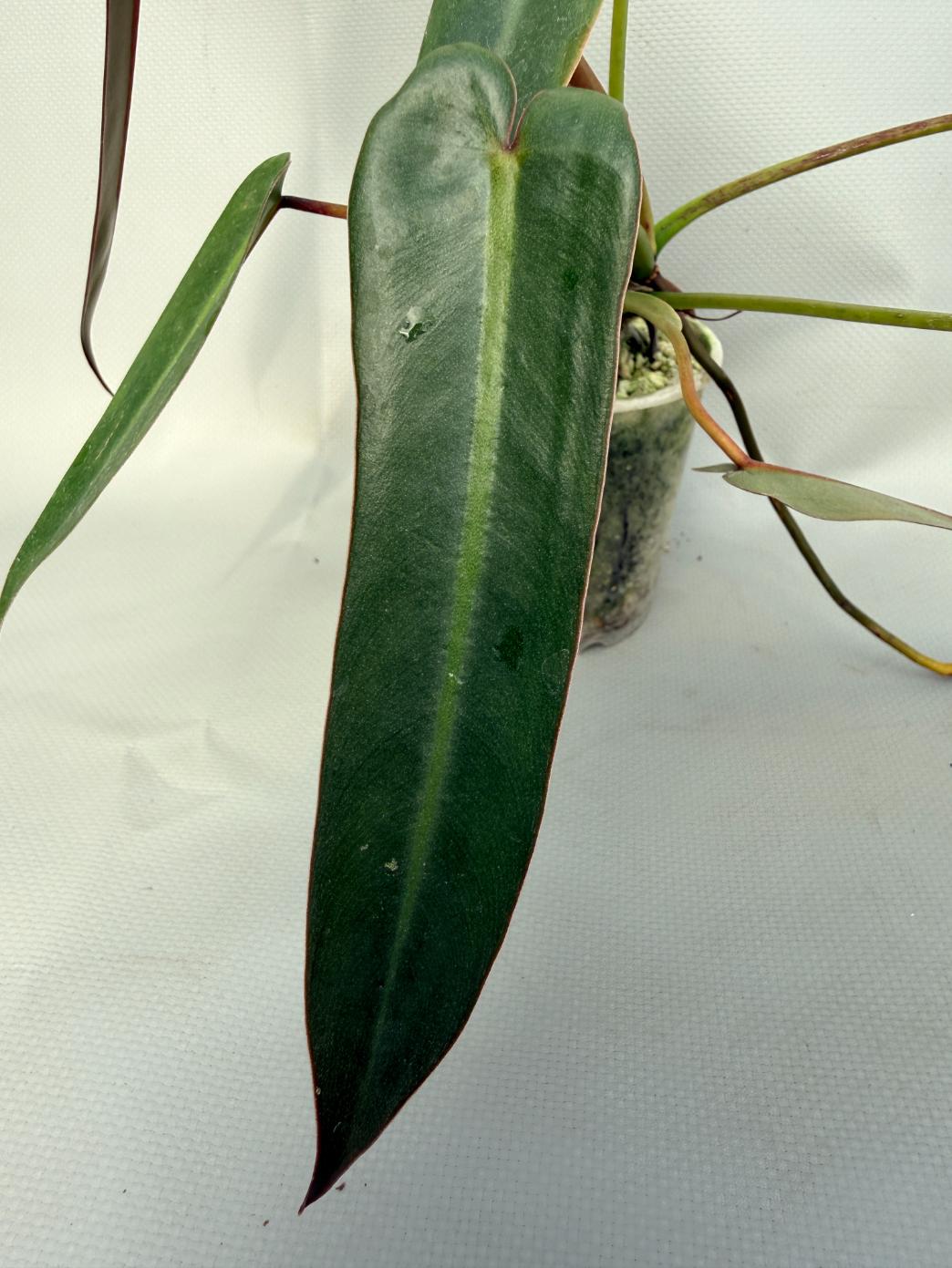 Philodendron spiritus sancti 03