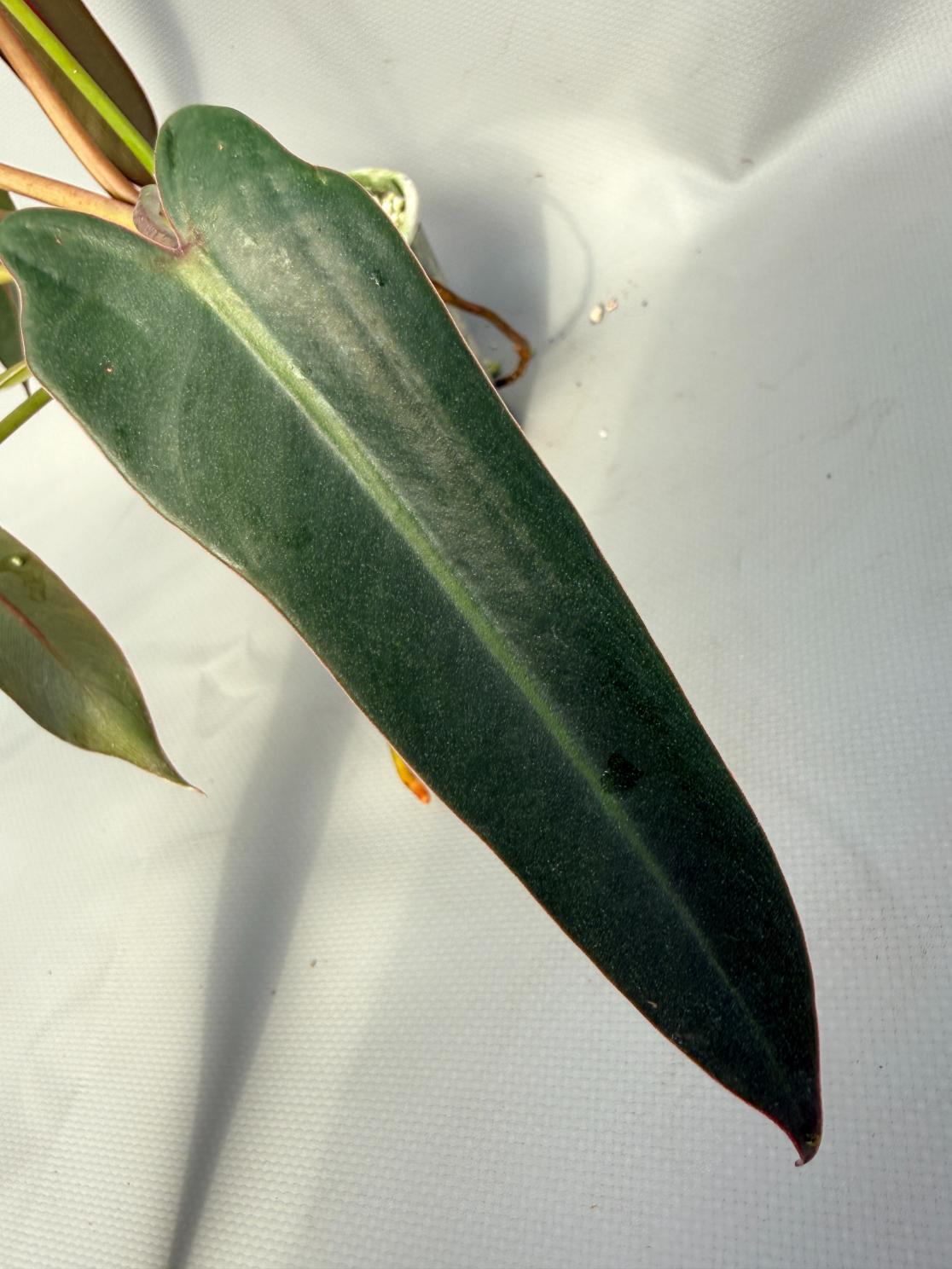 Philodendron spiritus sancti 05