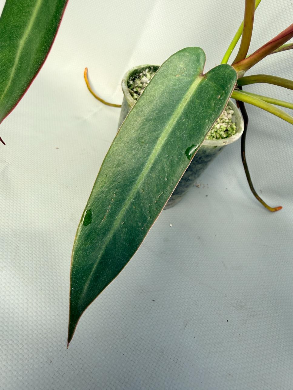 Philodendron spiritus sancti 06