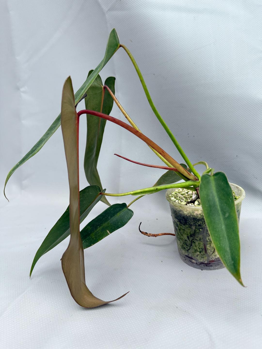 Philodendron spiritus sancti 09