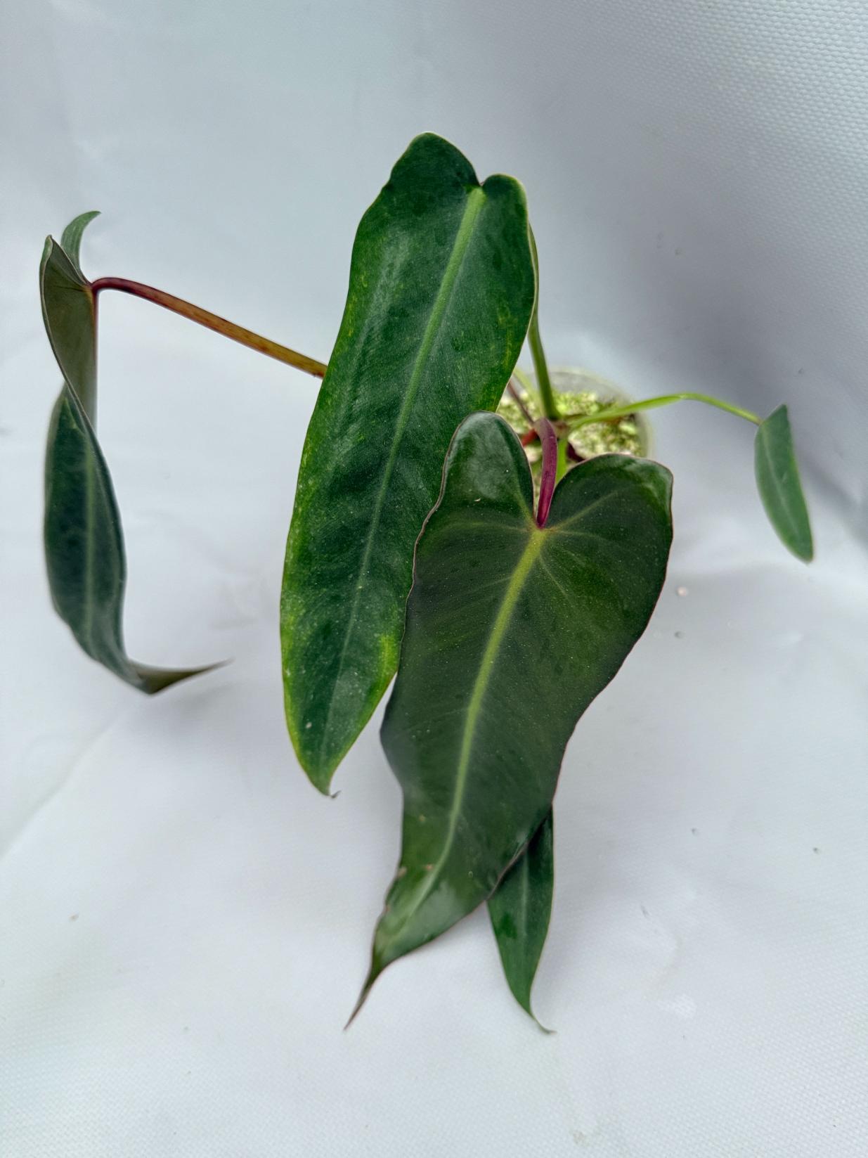 Philodendron spiritus sancti 02