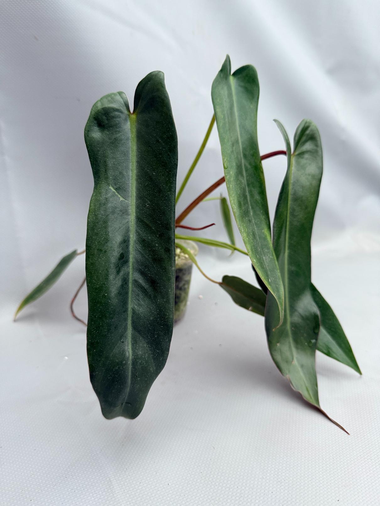 Philodendron spiritus sancti 04