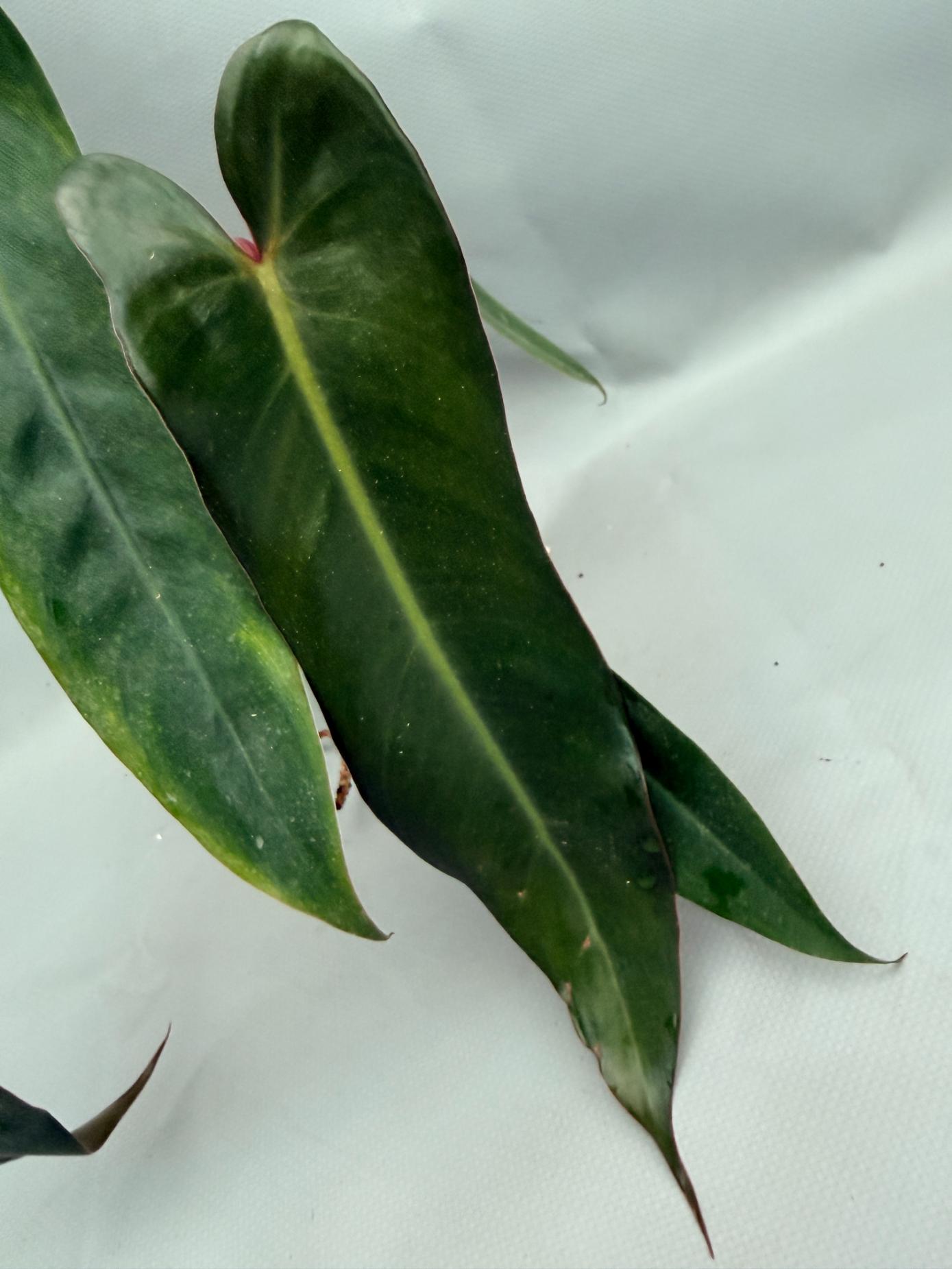 Philodendron spiritus sancti 05