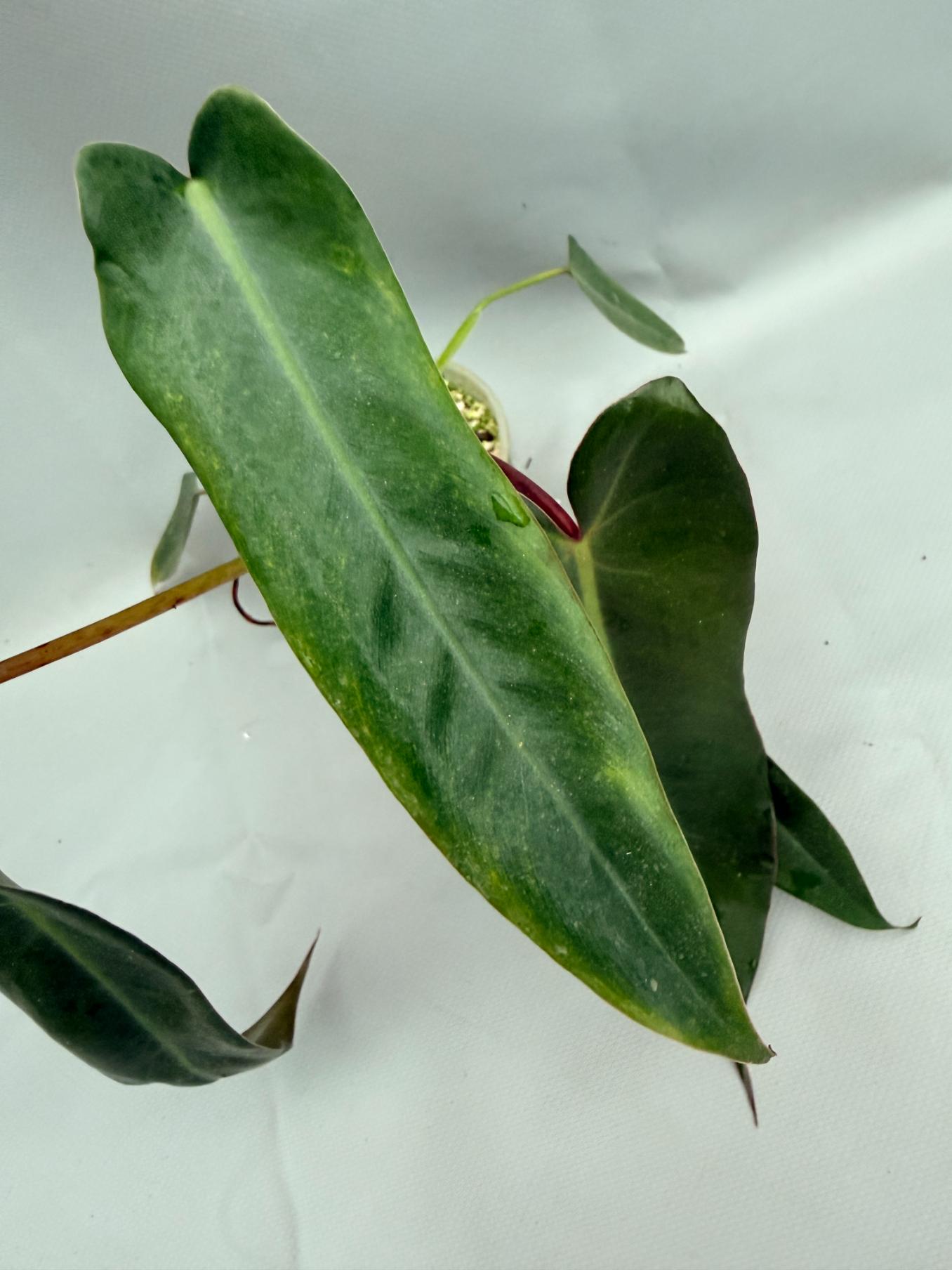 Philodendron spiritus sancti 06