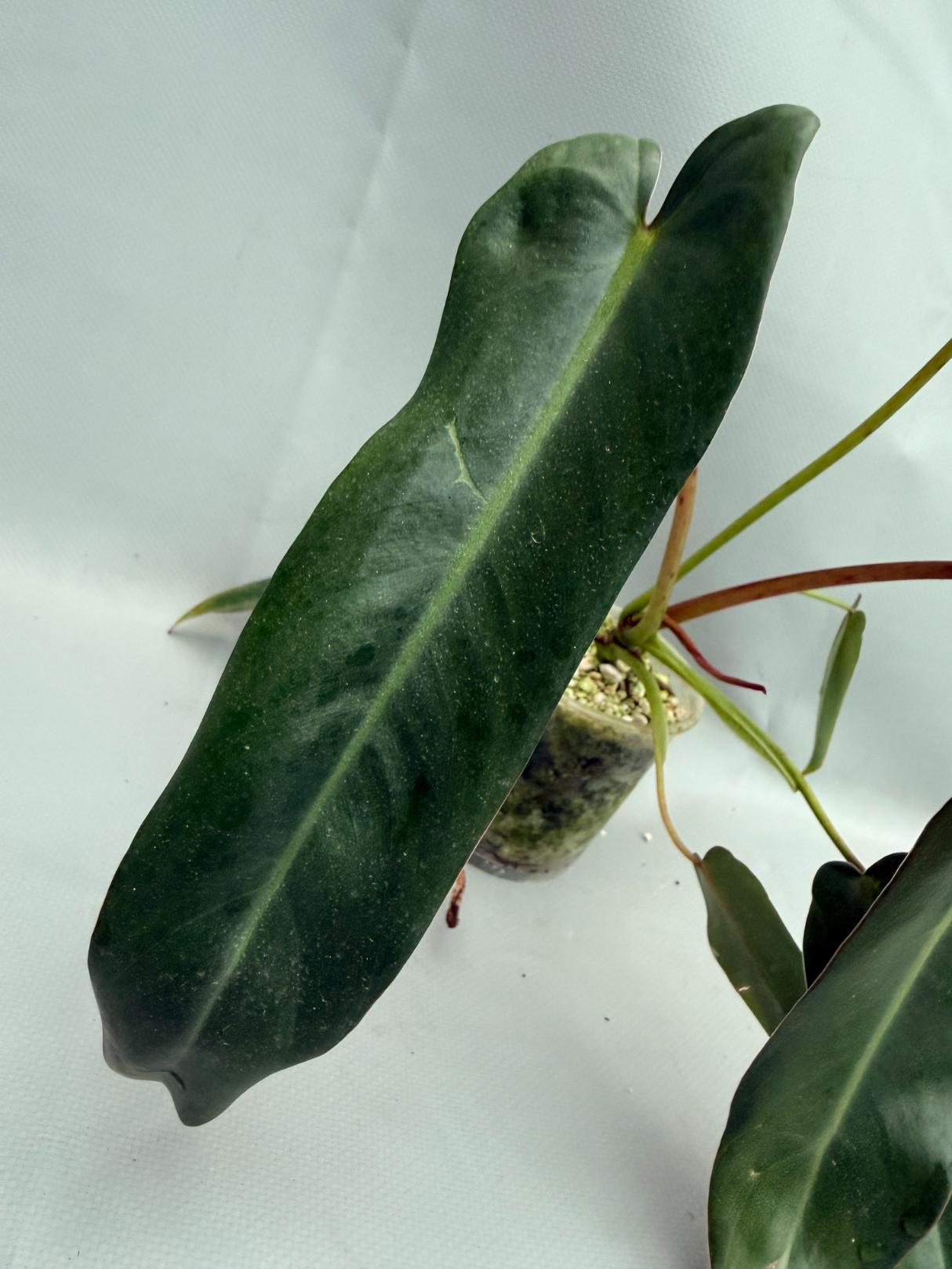 Philodendron spiritus sancti 07