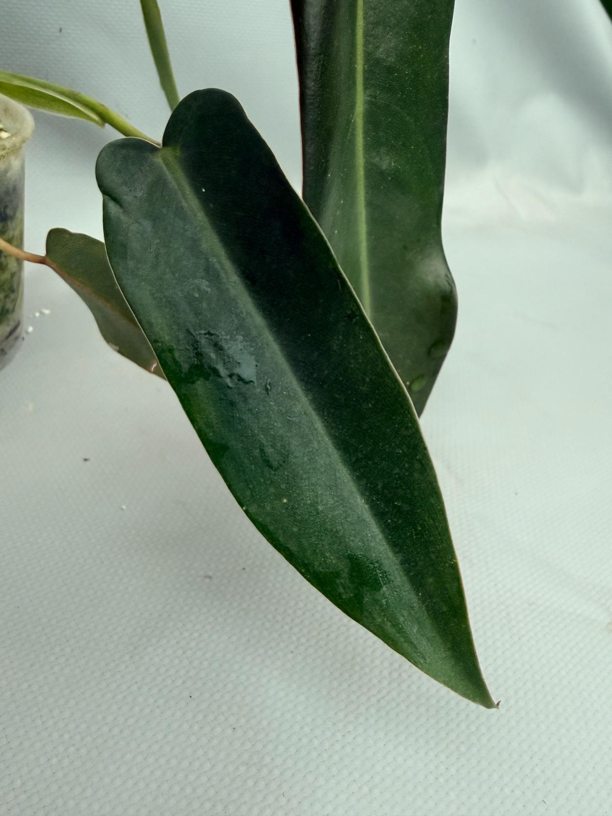 Philodendron spiritus sancti 08