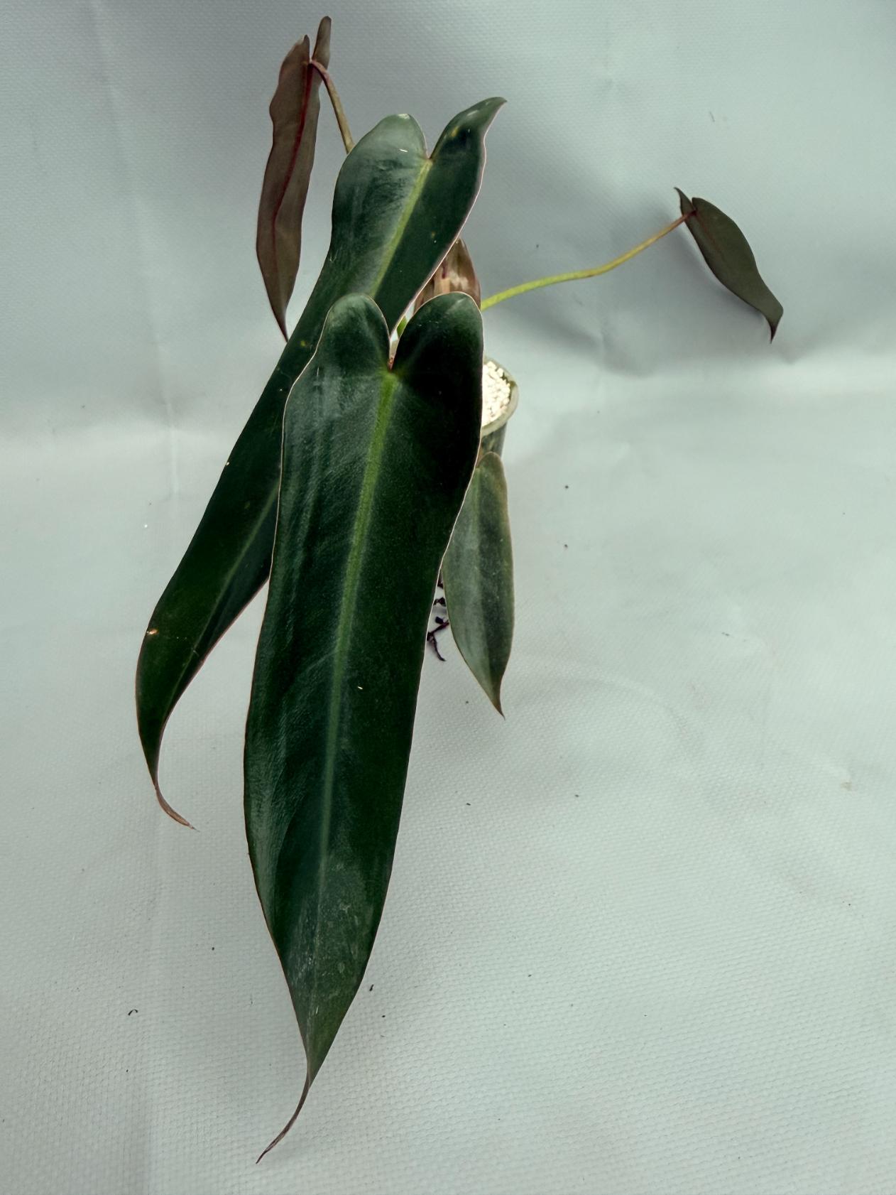 Philodendron spiritus sancti 01