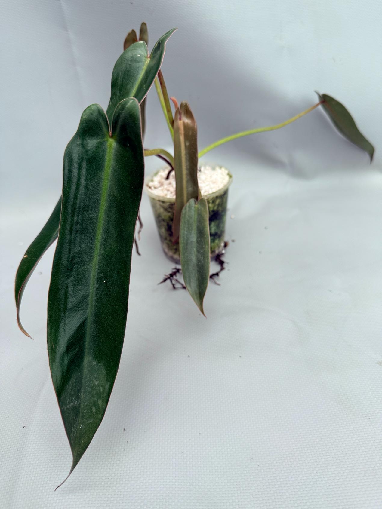 Philodendron spiritus sancti 02