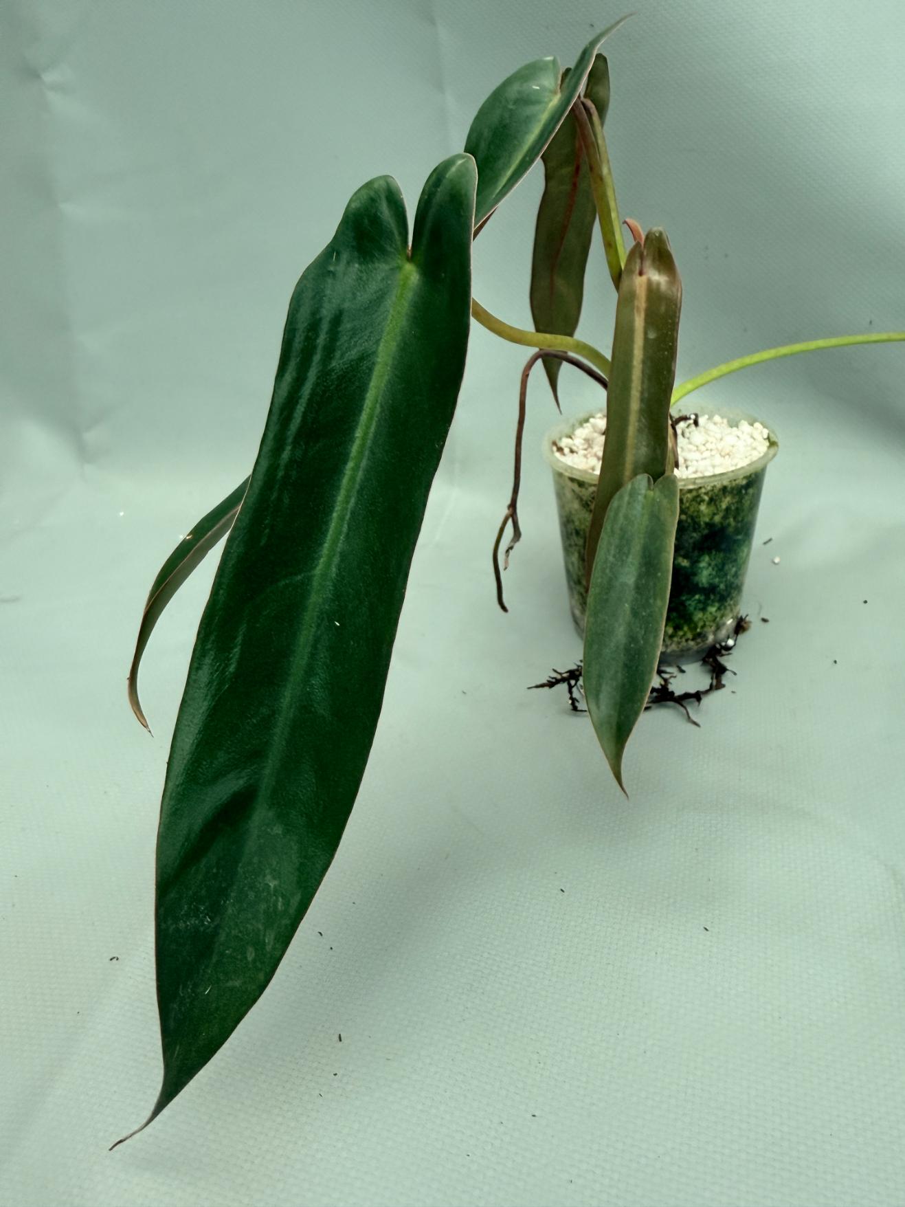 Philodendron spiritus sancti 03