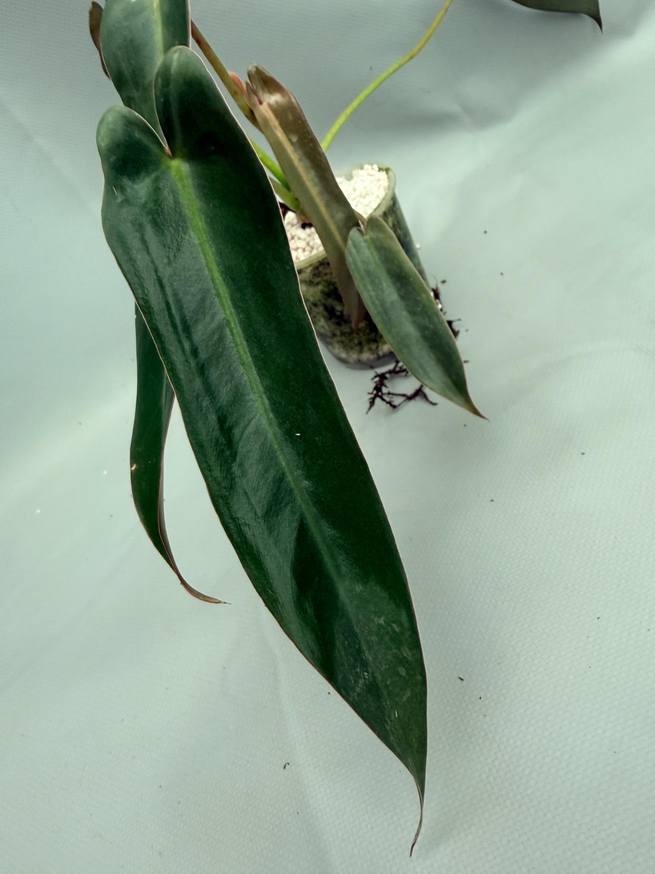 Philodendron spiritus sancti 04