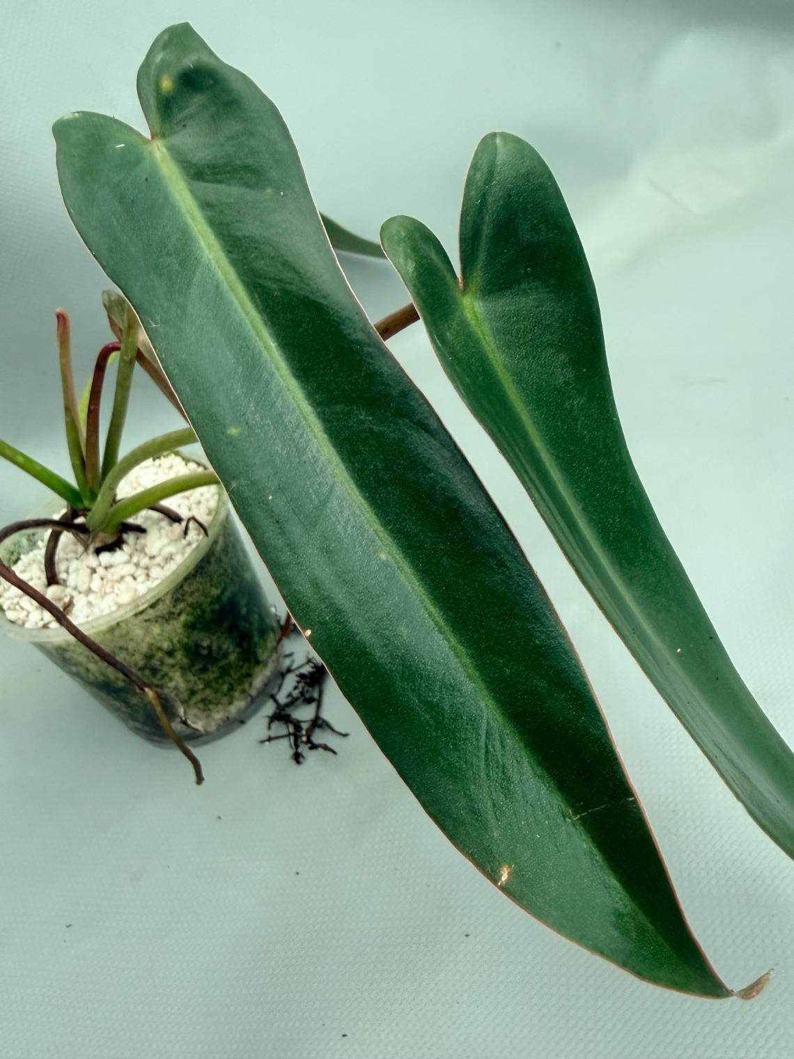 Philodendron spiritus sancti 05