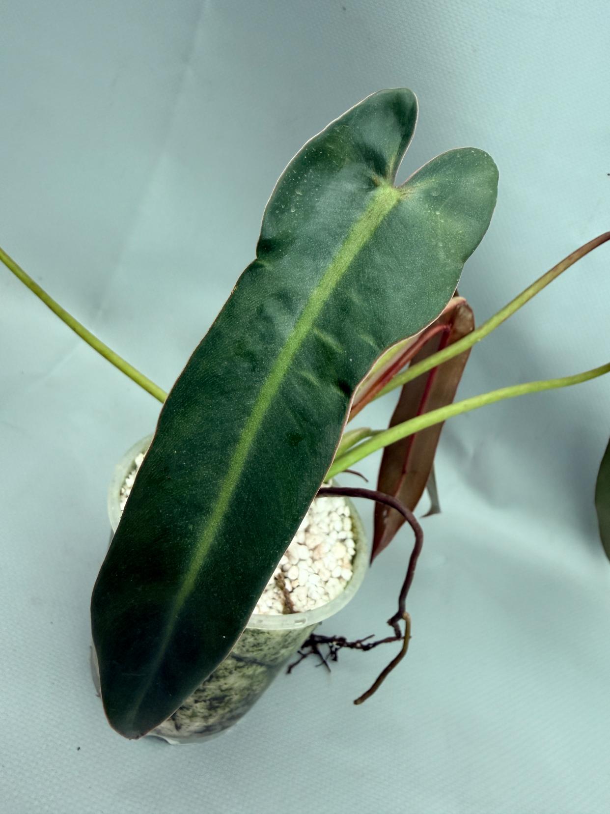Philodendron spiritus sancti 06