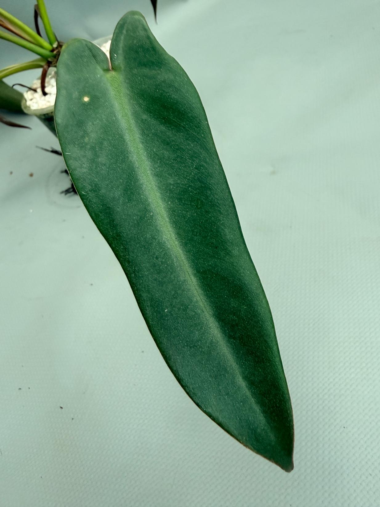 Philodendron spiritus sancti 07